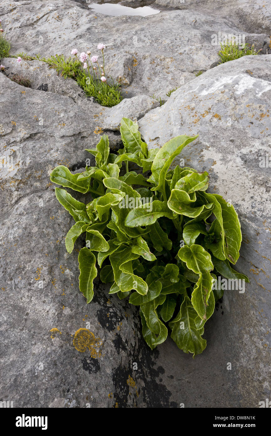 Hart's-tongue Fern (Phyllitis scolopendrium) fronds growing on coastal limestone pavement The Burren County Clare Ireland May Stock Photo