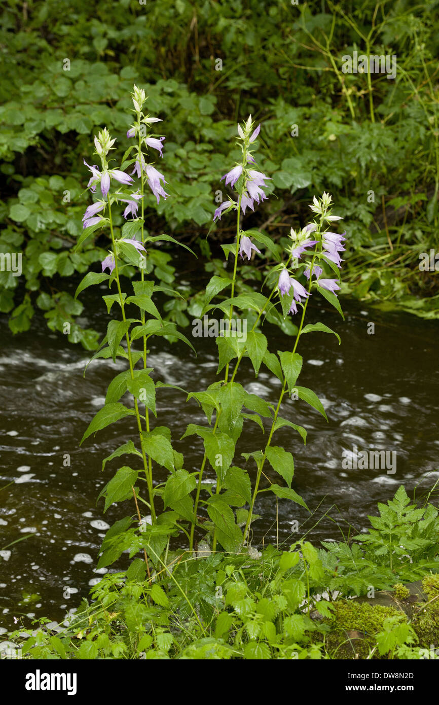 Giant Bellflower (Campanula latifolia) flowering growing beside upland