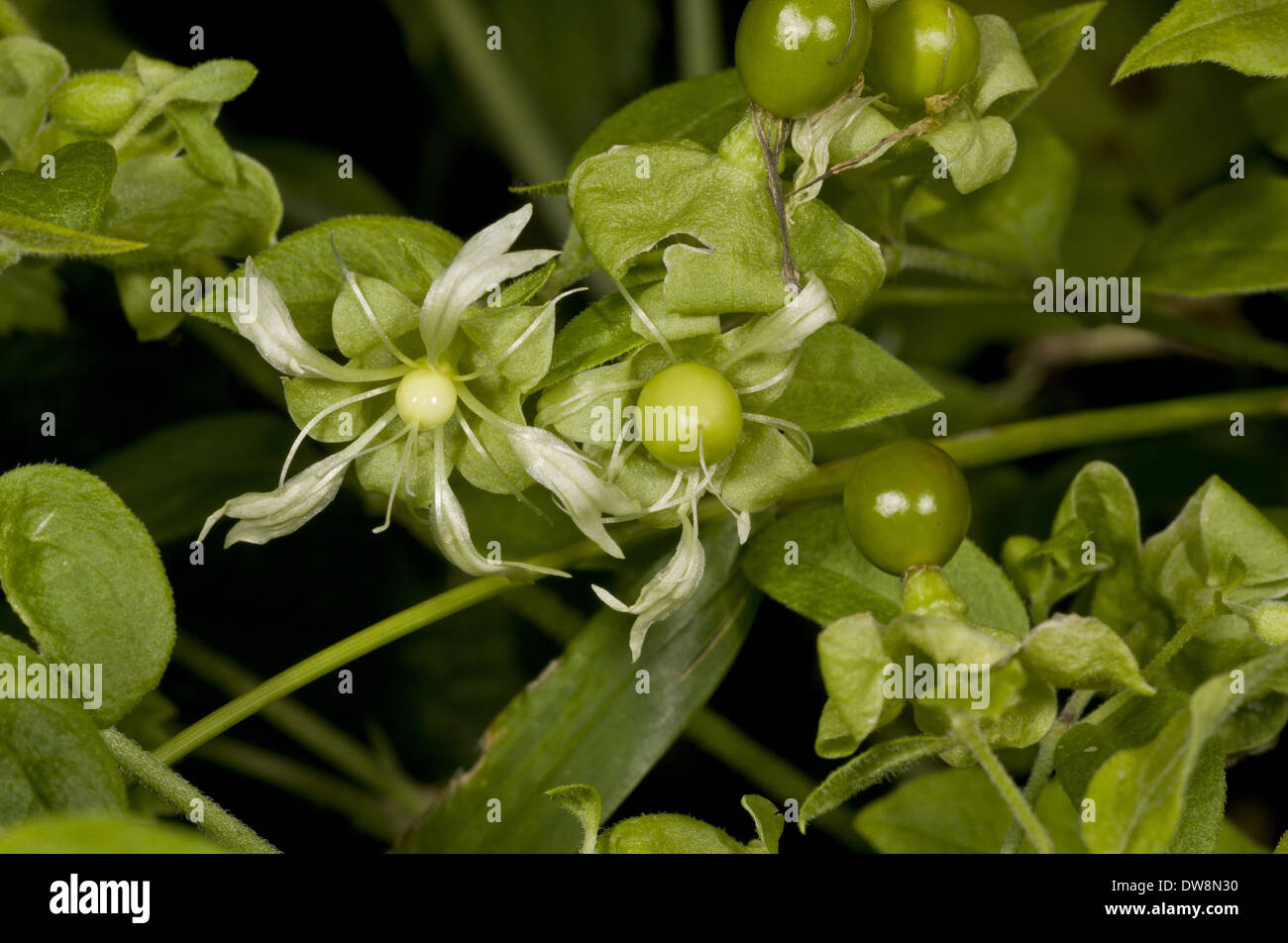 Berry Catchfly (Cucubalus baccifer) close-up of flowers with developing fruits France August Stock Photo