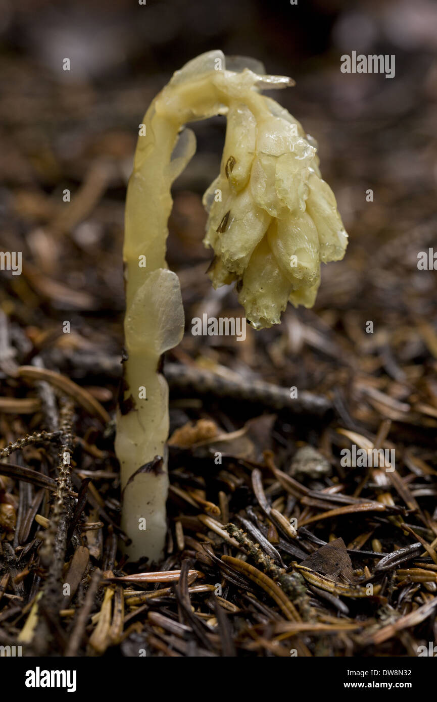 Yellow Bird's-nest (Monotropa hypopitys) flowerspike growing in pinewood Anatolia Turkey July Stock Photo