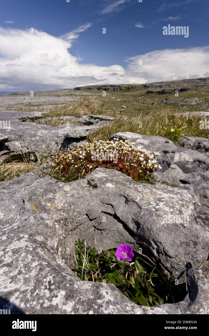 Bloody Cranesbill (Geranium sanguineum) and Irish Saxifrage (Saxifraga rosacea) flowering growing on coastal limestone pavement Stock Photo