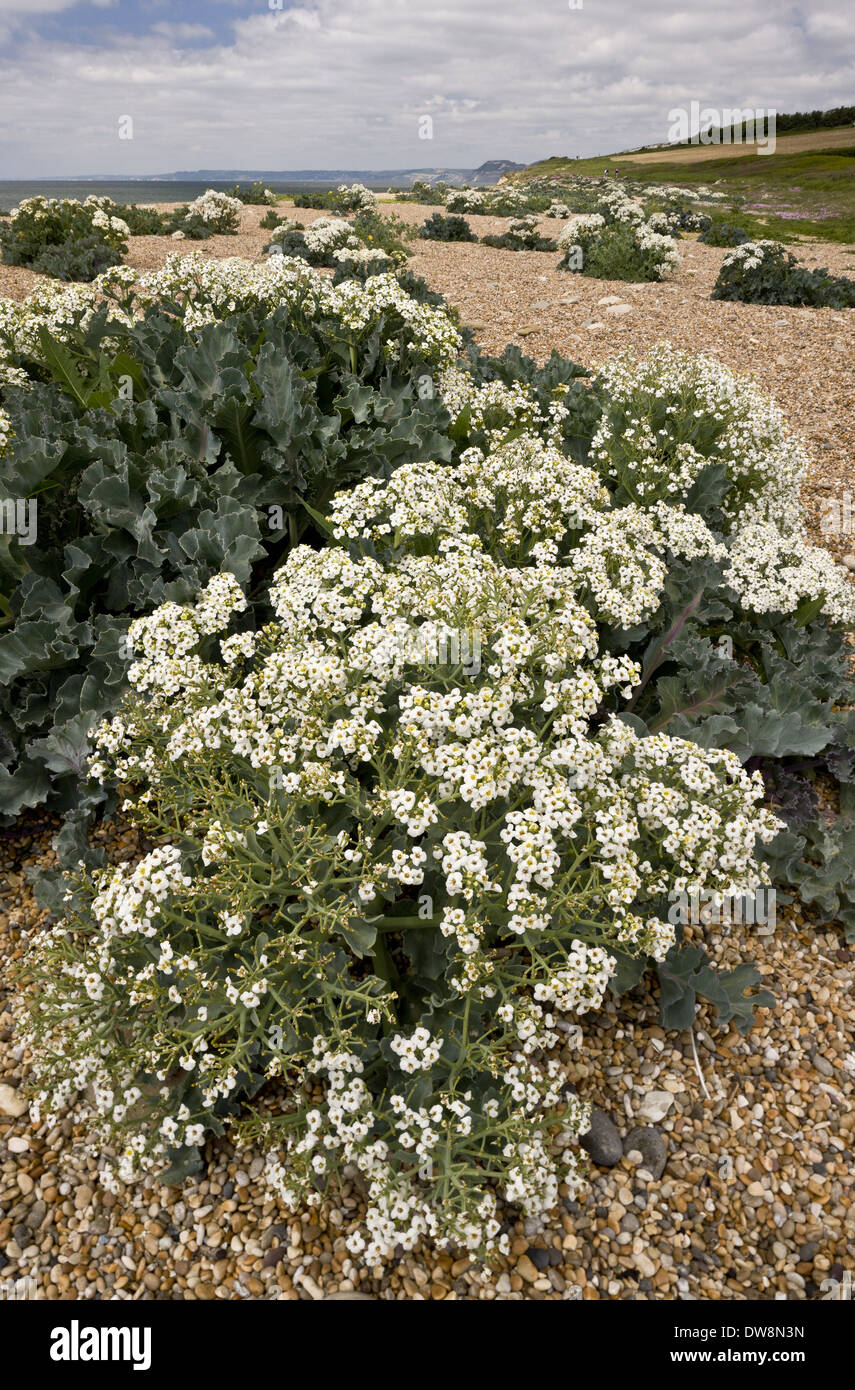 Sea Kale (Crambe maritima) flowering mass growing on shingle bank ...