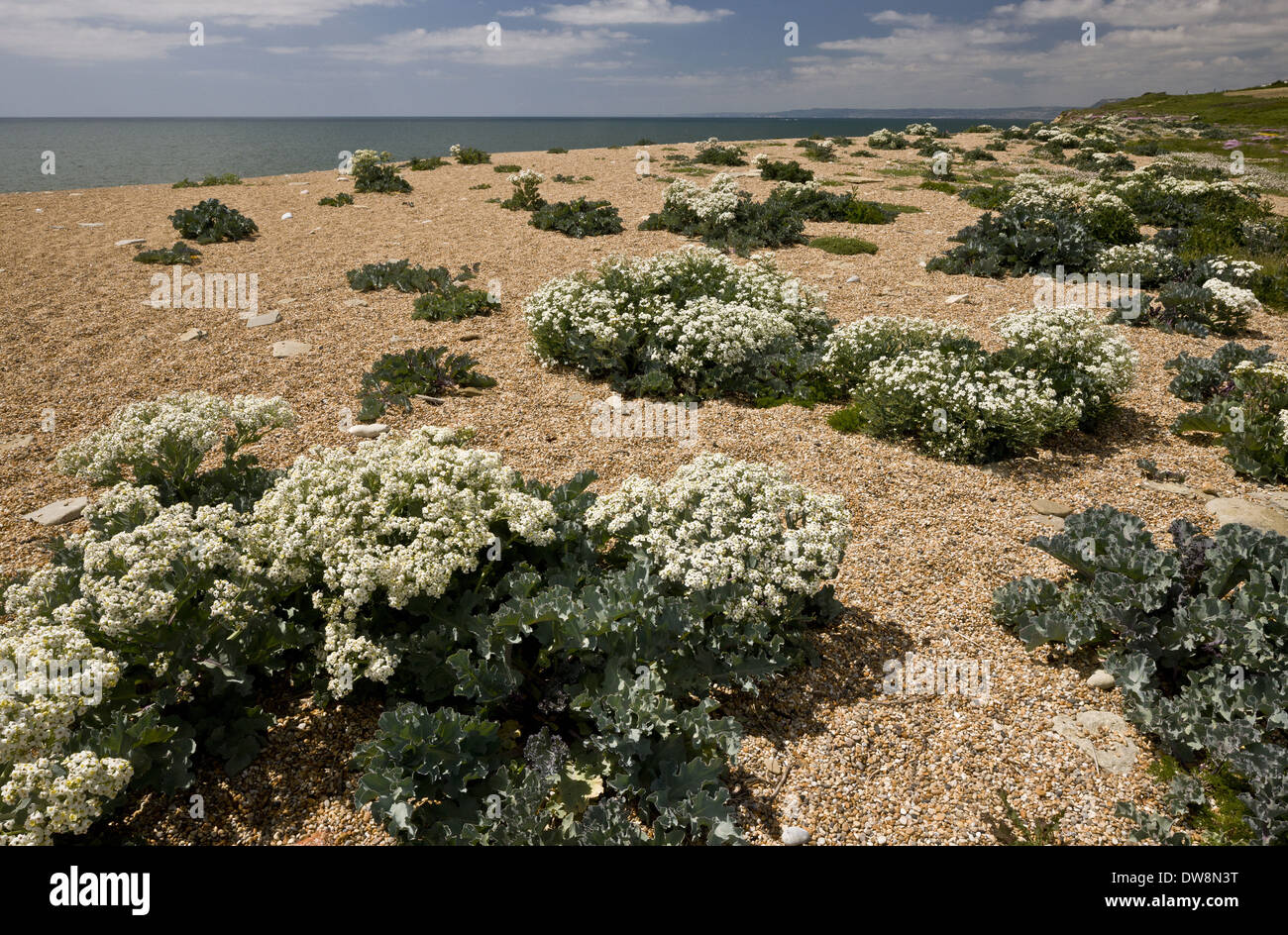 Sea Kale (Crambe maritima) flowering mass growing on shingle bank ...