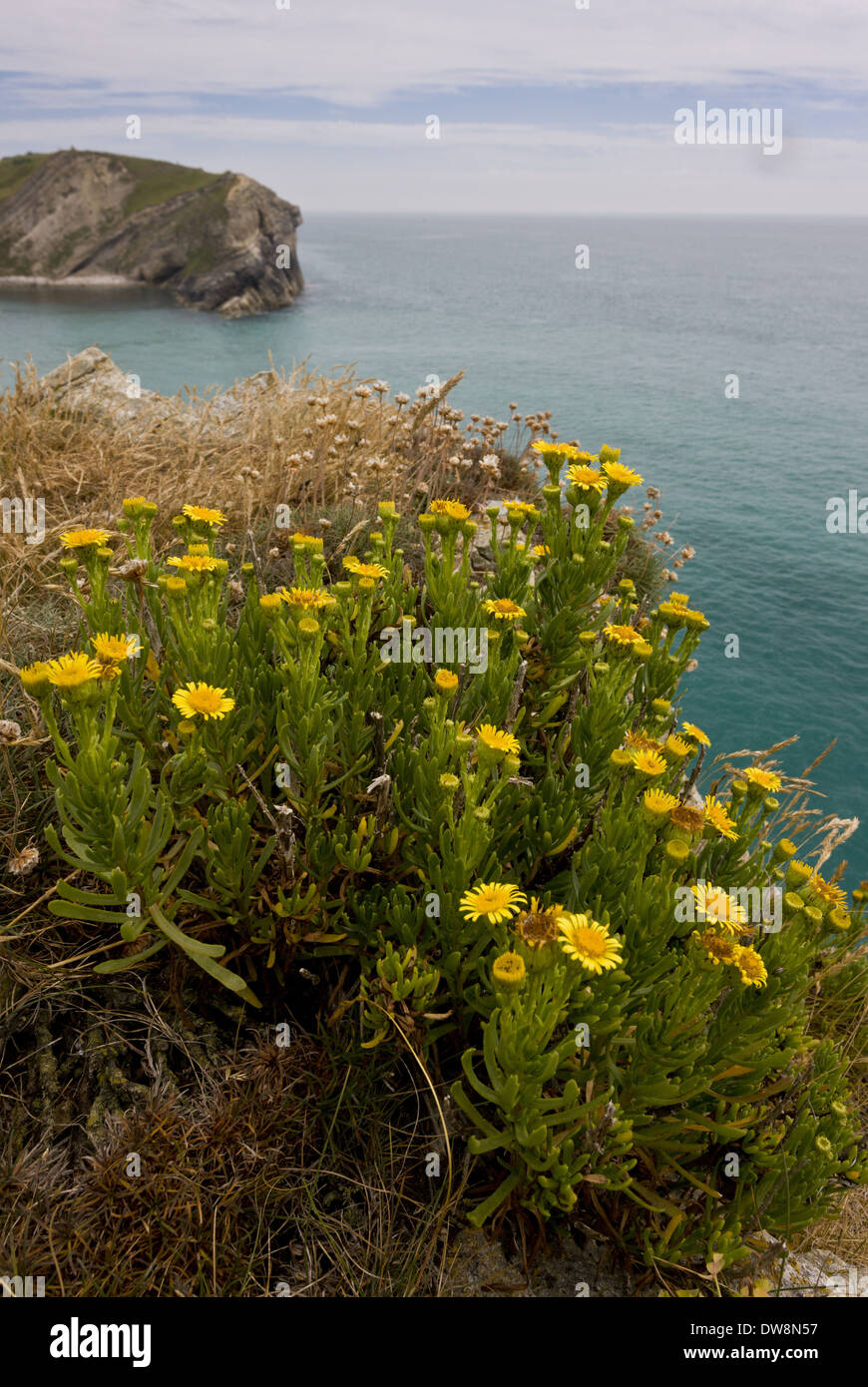 Golden Samphire (Inula crithmoides) flowering growing on clifftop habitat Lulworth Cove Dorset England July Stock Photo