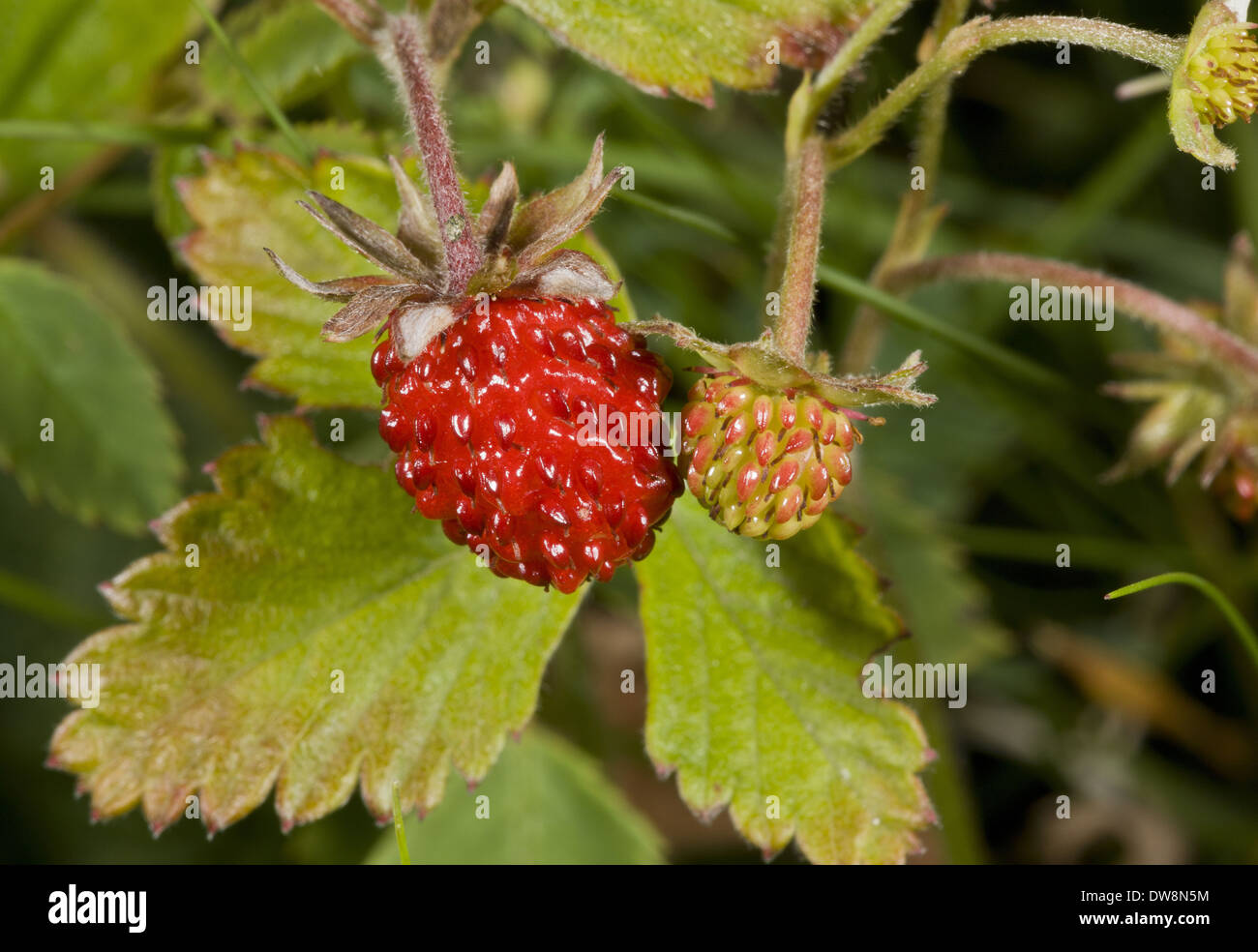 Wild Strawberry (Fragaria vesca) close-up of ripe and ripening fruit ...