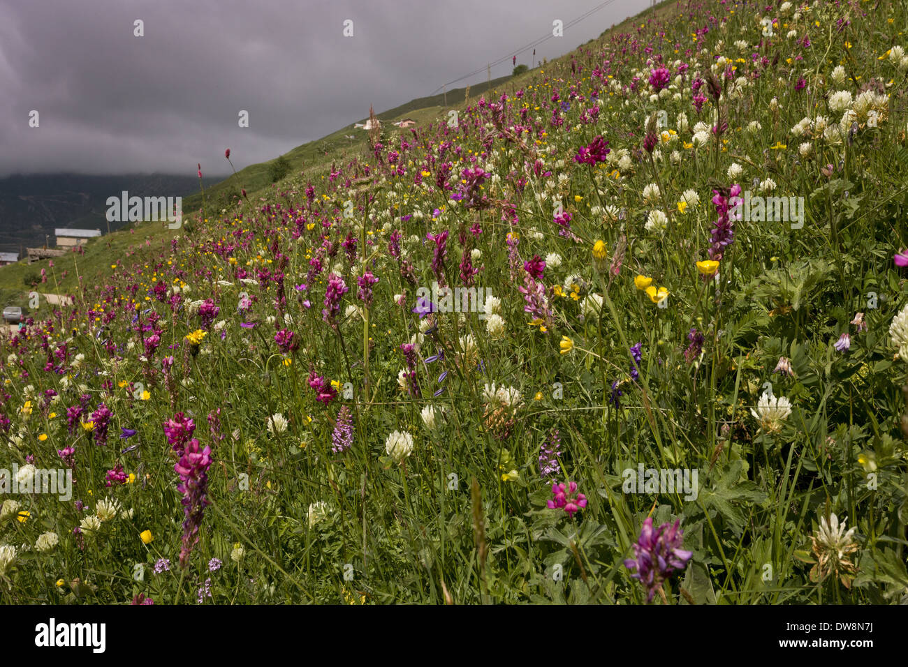Mixed wildflowers flowering in grassland habitat on high grazing pasture Anzar Yayla Pontic Mountains Anatolia Turkey July Stock Photo