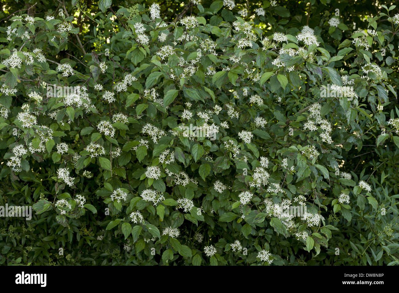 Common Dogwood (Cornus sanguinea) flowering France June Stock Photo