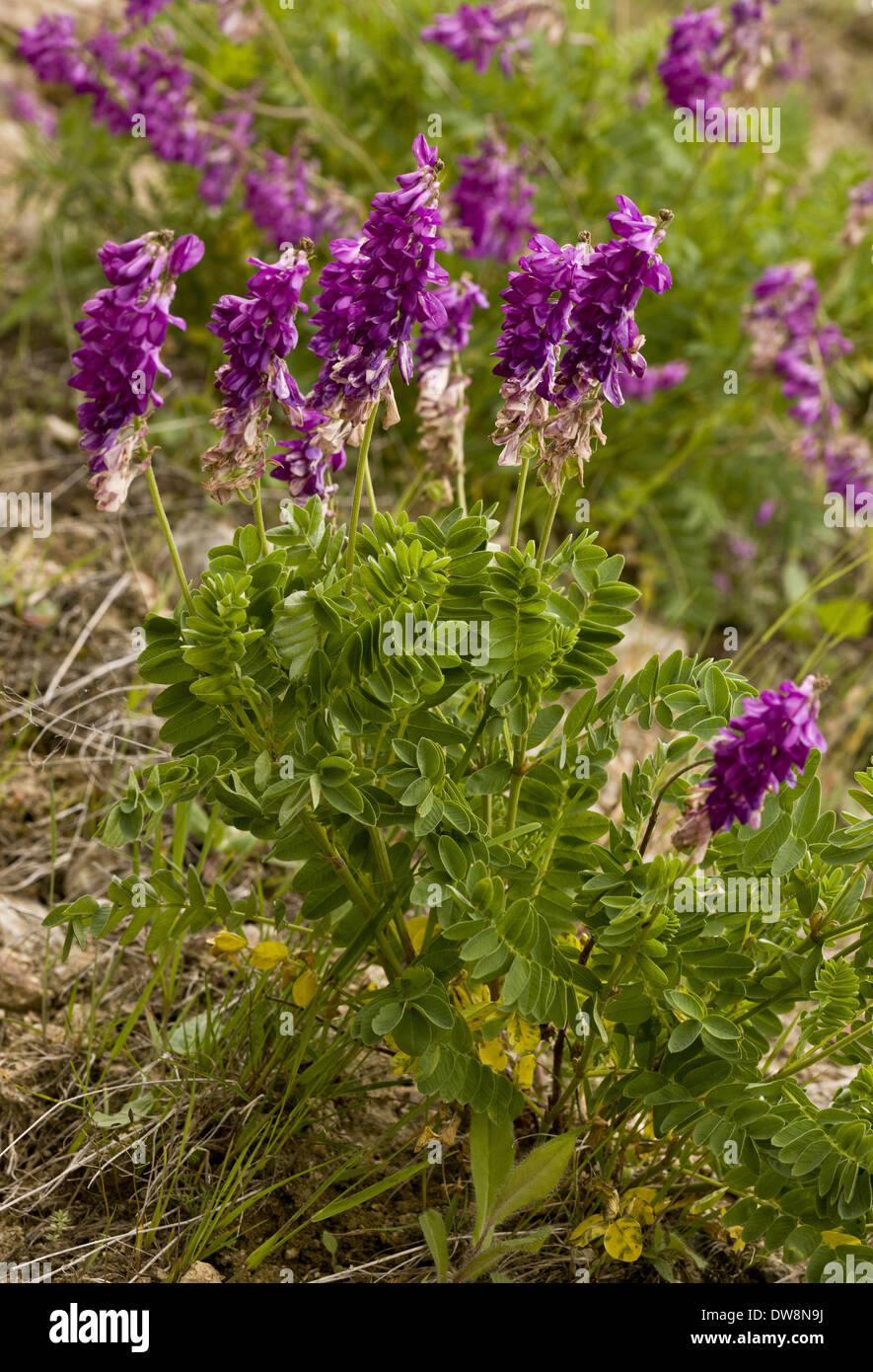 Alpine Sainfoin (Hedysarum hedysaroides) flowering Pontic Mountains Anatolia Turkey July Stock Photo