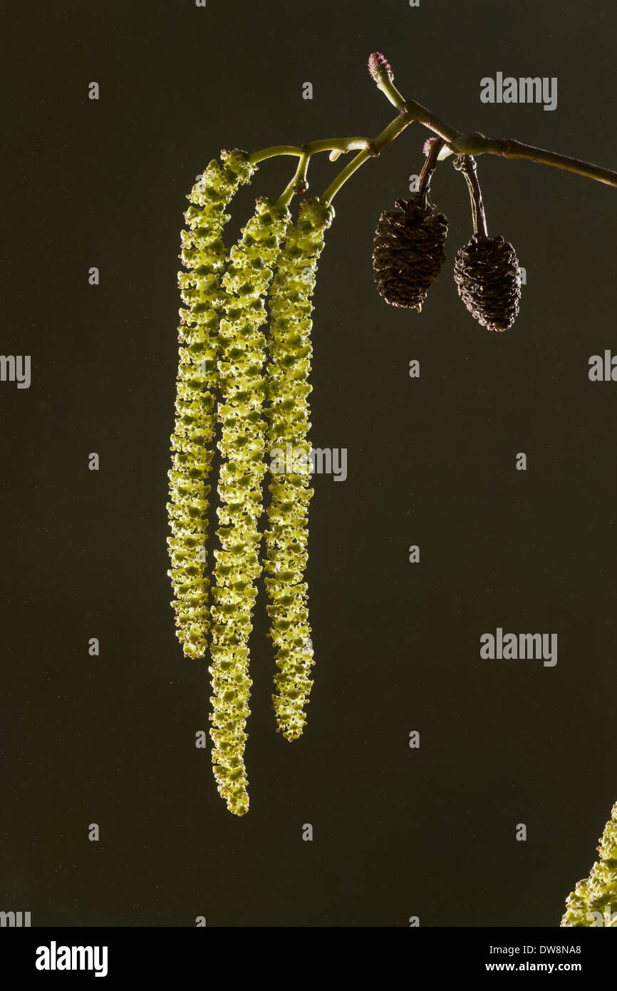 Italian Alder (Alnus cordata) introduced naturalised species close-up of catkins with male and female cones France March Stock Photo