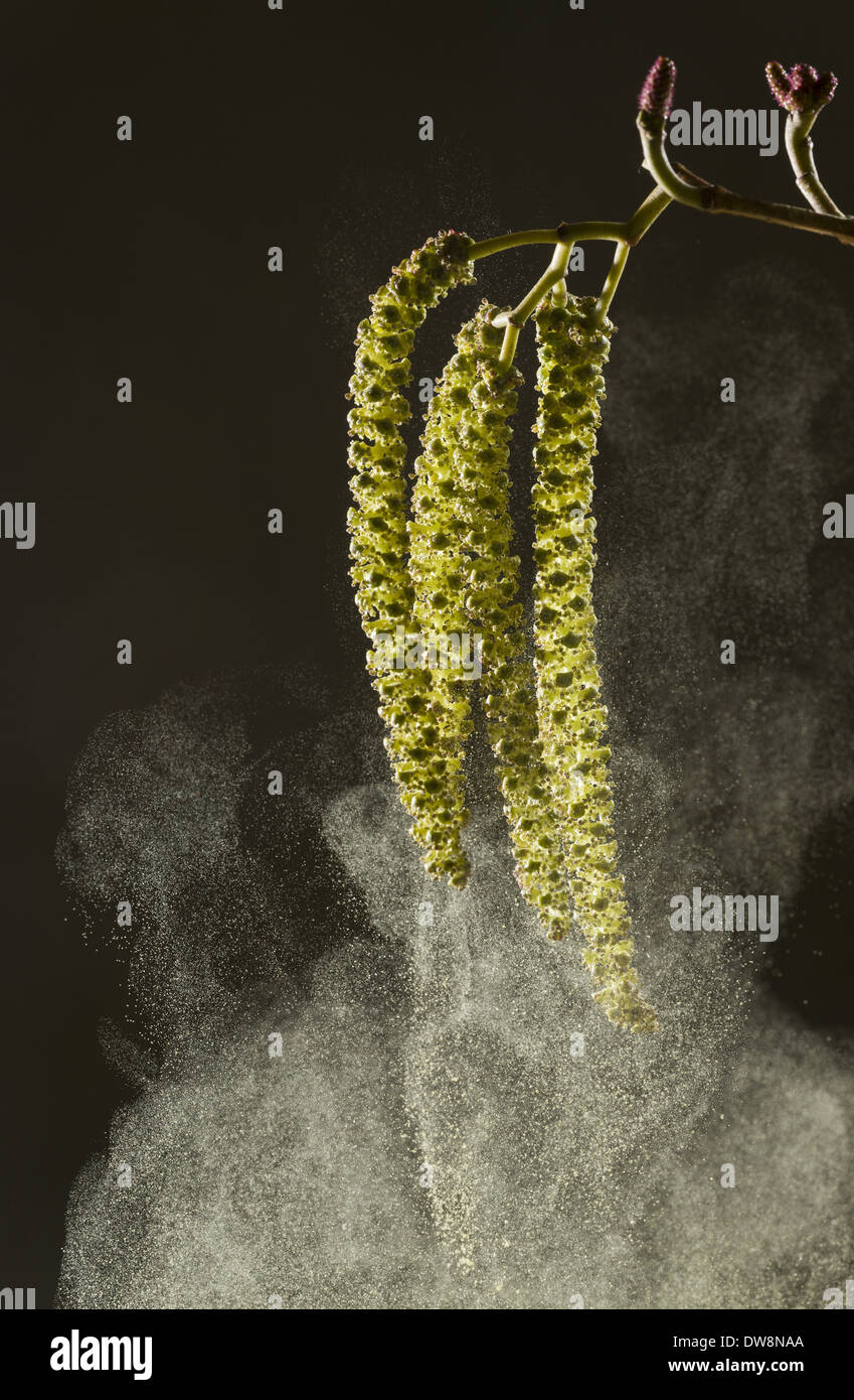 Italian Alder (Alnus cordata) introduced naturalised species close-up of catkins shedding pollen France March Stock Photo
