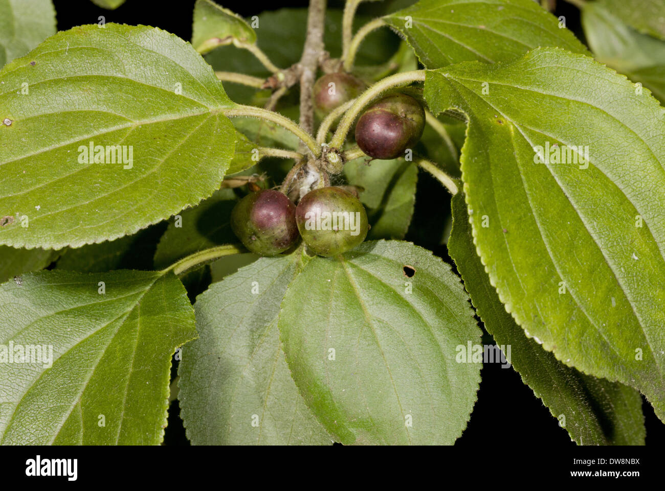 Common Buckthorn (Rhamnus cathartica) close-up of ripening fruit France August Stock Photo