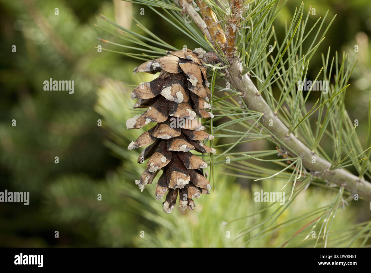 Macedonian Pine (Pinus peuce) close-up of female cone Rila Mountains Bulgaria May Stock Photo