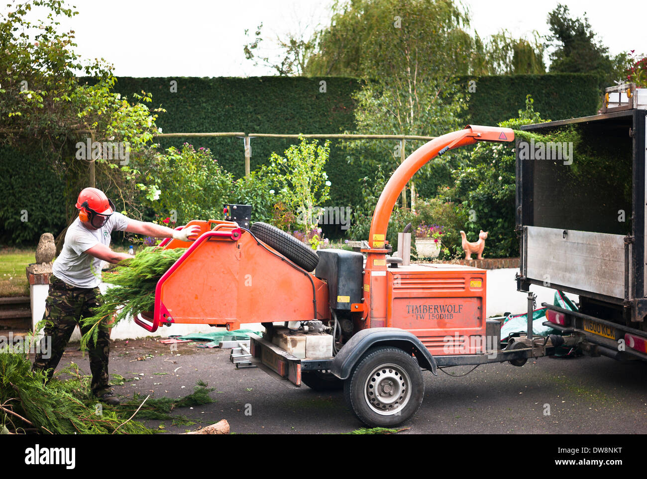 Gardener shredding conifer hedge trimmings in commercial petrol engine powered shredder UK Stock Photo