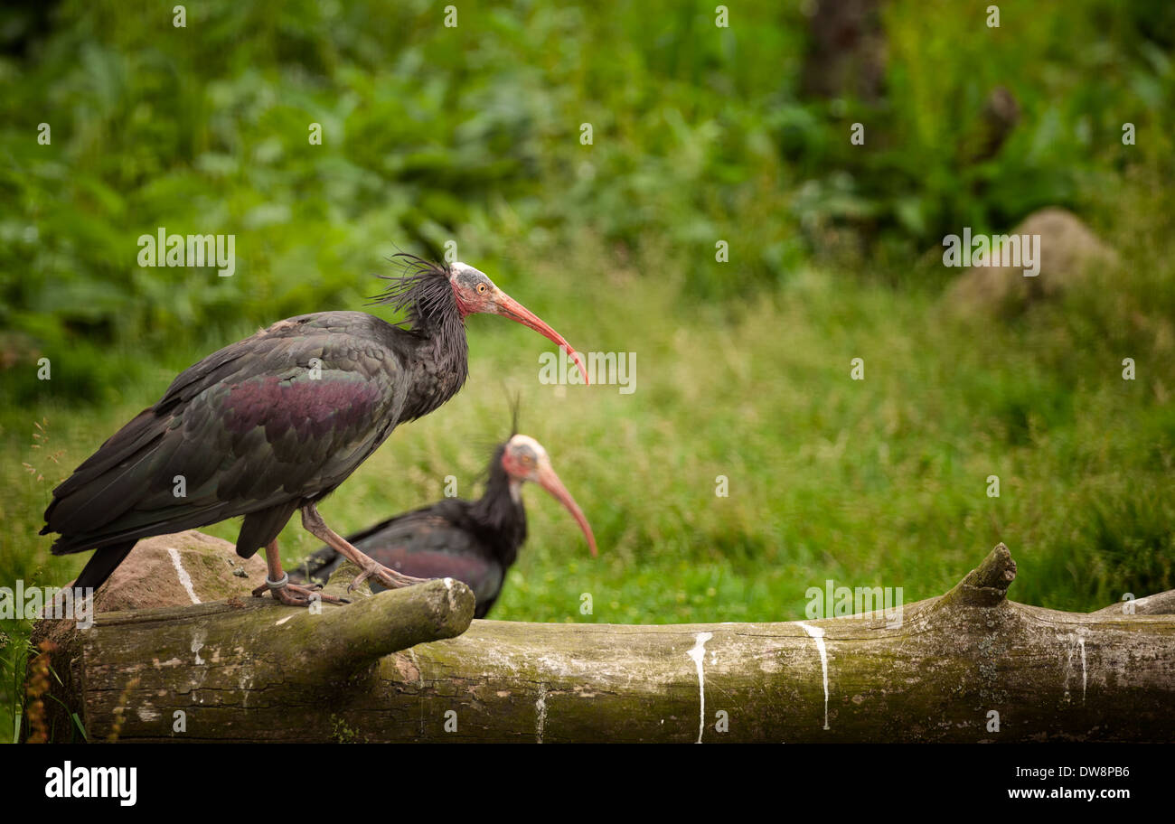 Ibis On Tree Hi res Stock Photography And Images Alamy ibis-on-tree-hi-res-stock-photography-and-images-alamy