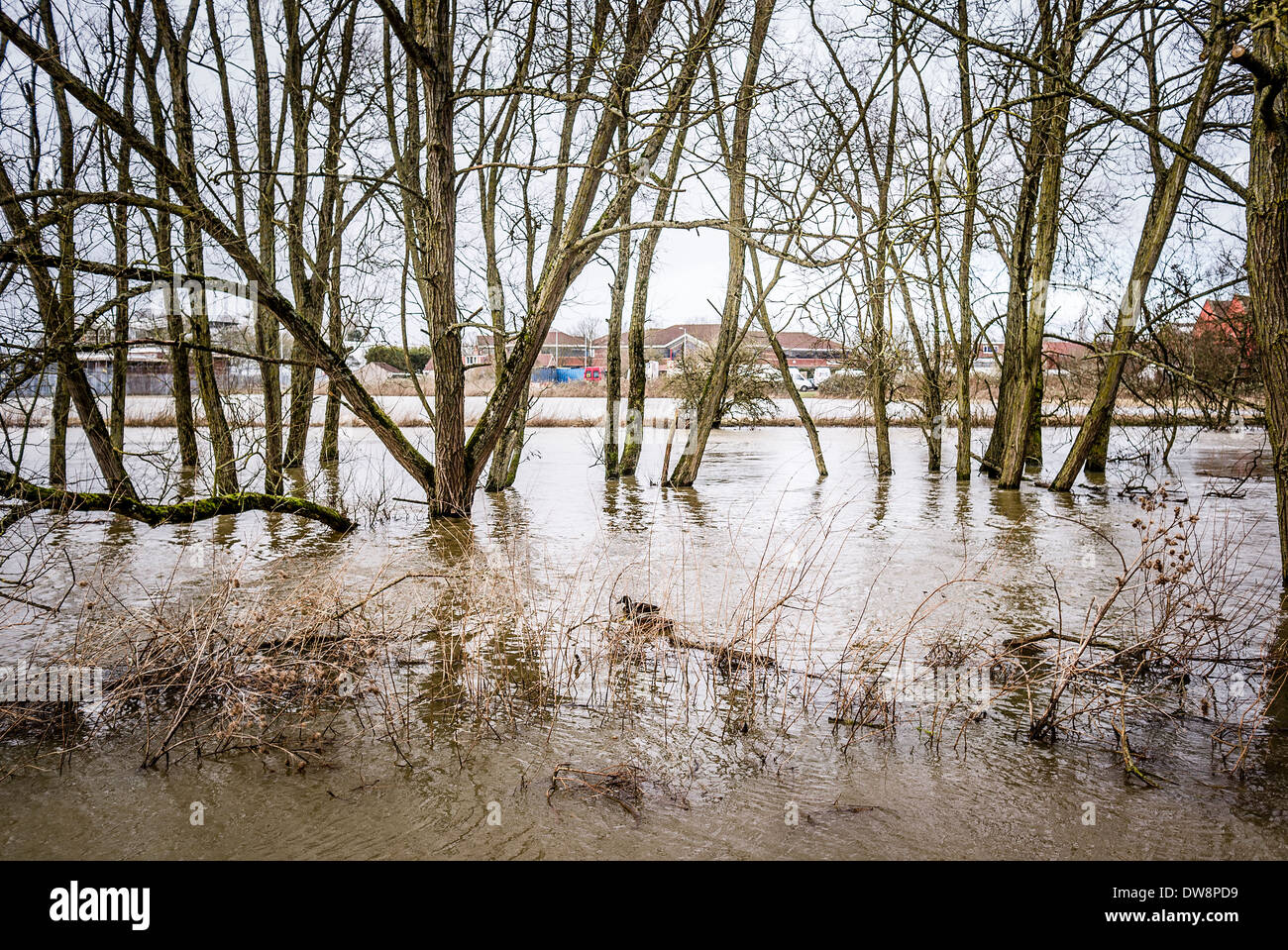 Flooded river Avon in Melksham town centre UK Stock Photo