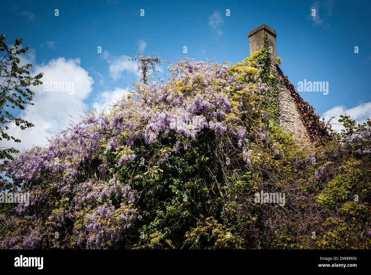 wisteria-flowers-smother-the-roof-of-a-v