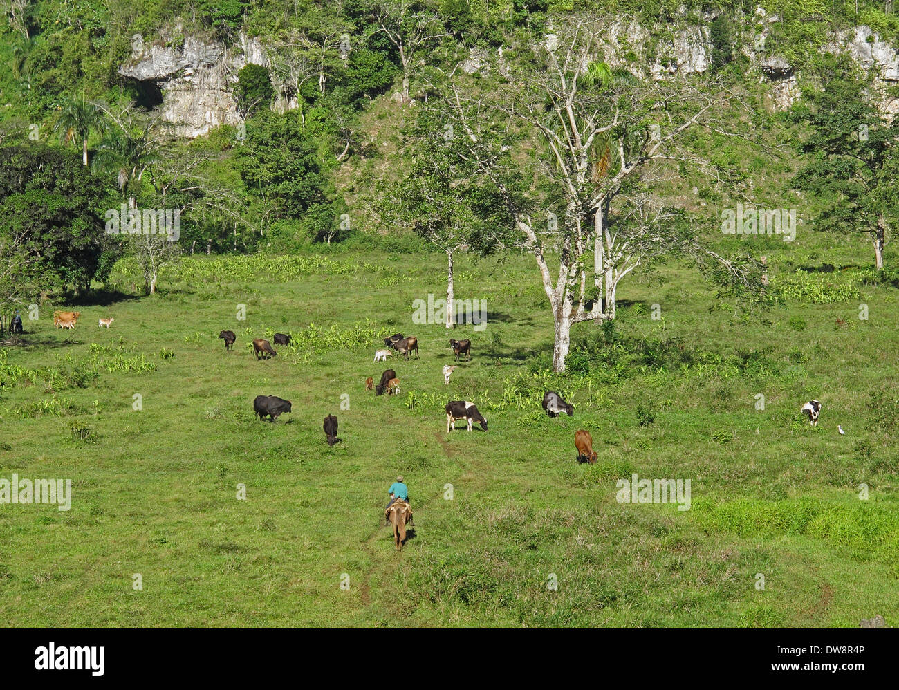 Rancher on horseback with cattle herd grazing lush depression in karst landscape illegal cattle ranching in national park Los Stock Photo