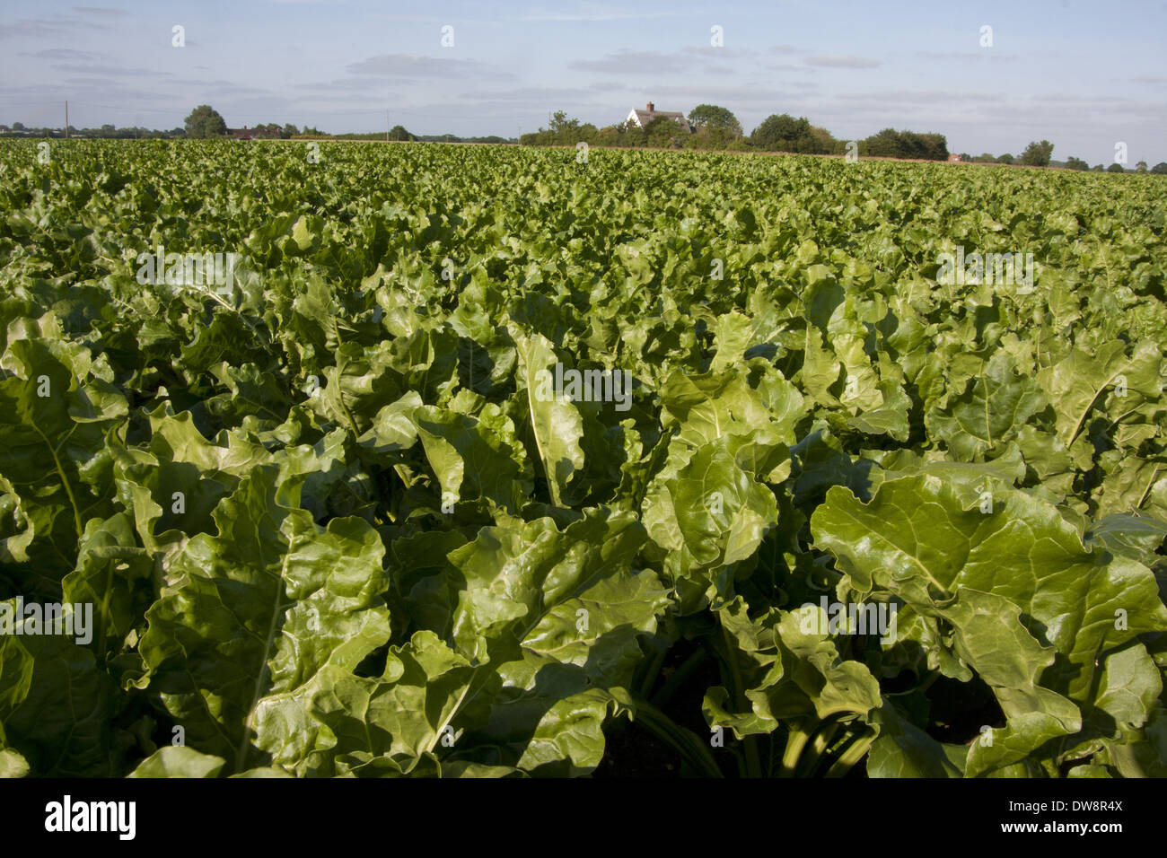 Sugar Beet (Beta vulgaris) crop growing in field Wetheringsett Suffolk England July Stock Photo