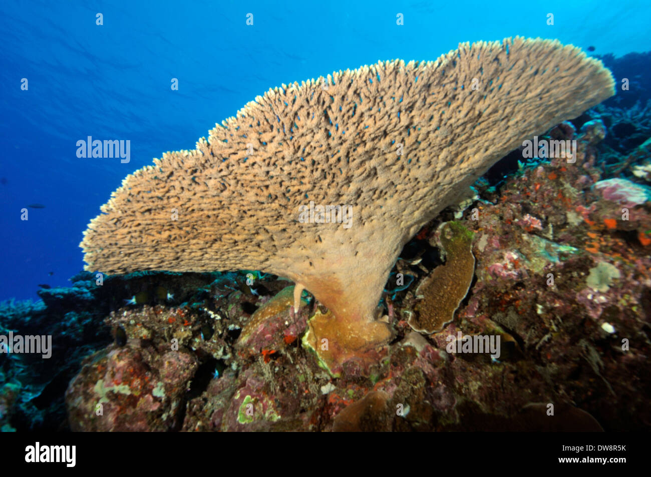 Elkhorn coral, Acropora sp., Dumbea Pass, Noumea, New Caledonia, South Pacific Stock Photo