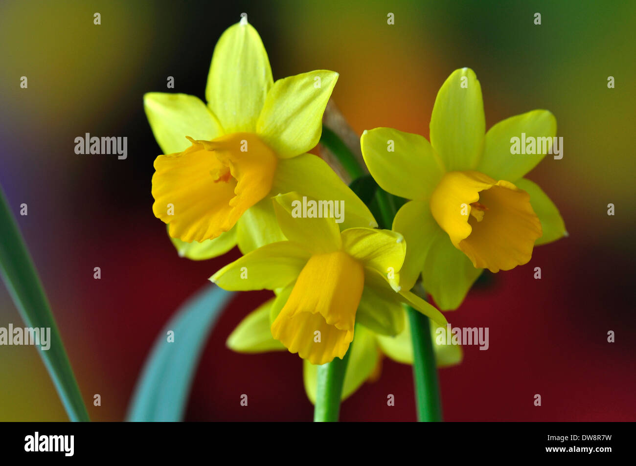 Three dwarf daffodil blooms in spring UK Stock Photo Alamy