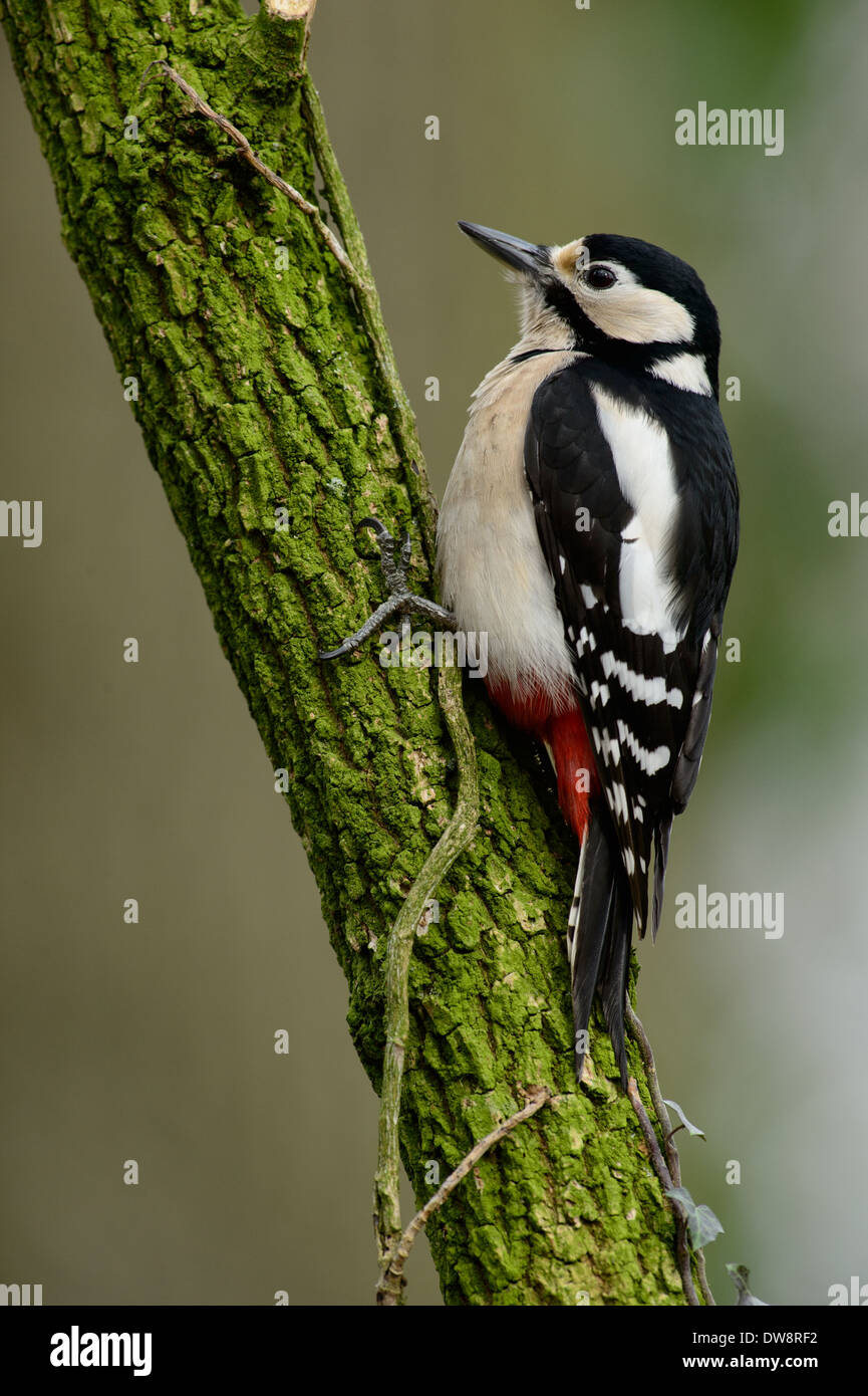 Great Spotted Woodpecker (Dendrocopos major), female Stock Photo