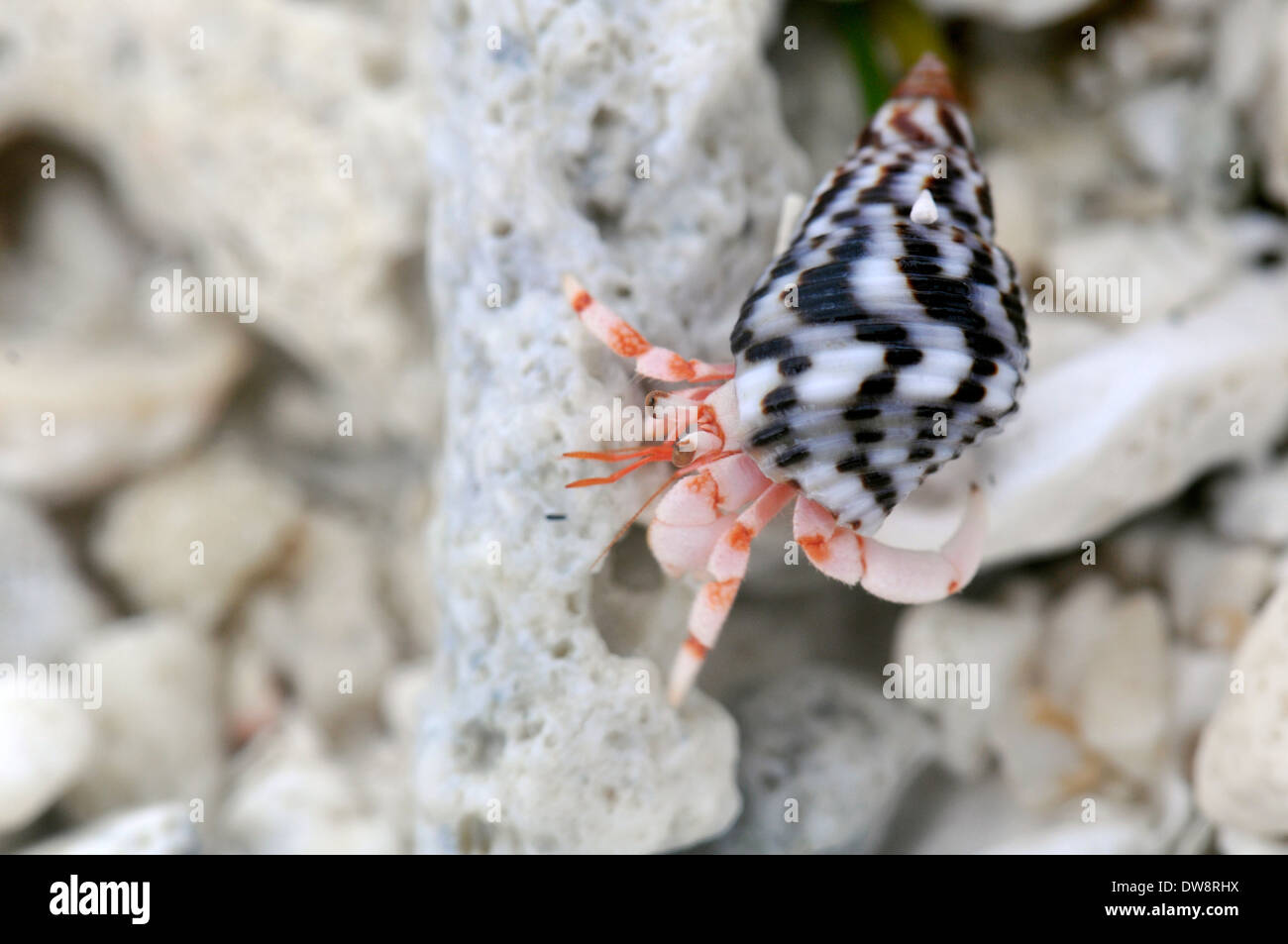 Hermit crab, possibly Clibanarius sp., Wallis Island, Wallis and Futuna, South Pacific Stock Photo
