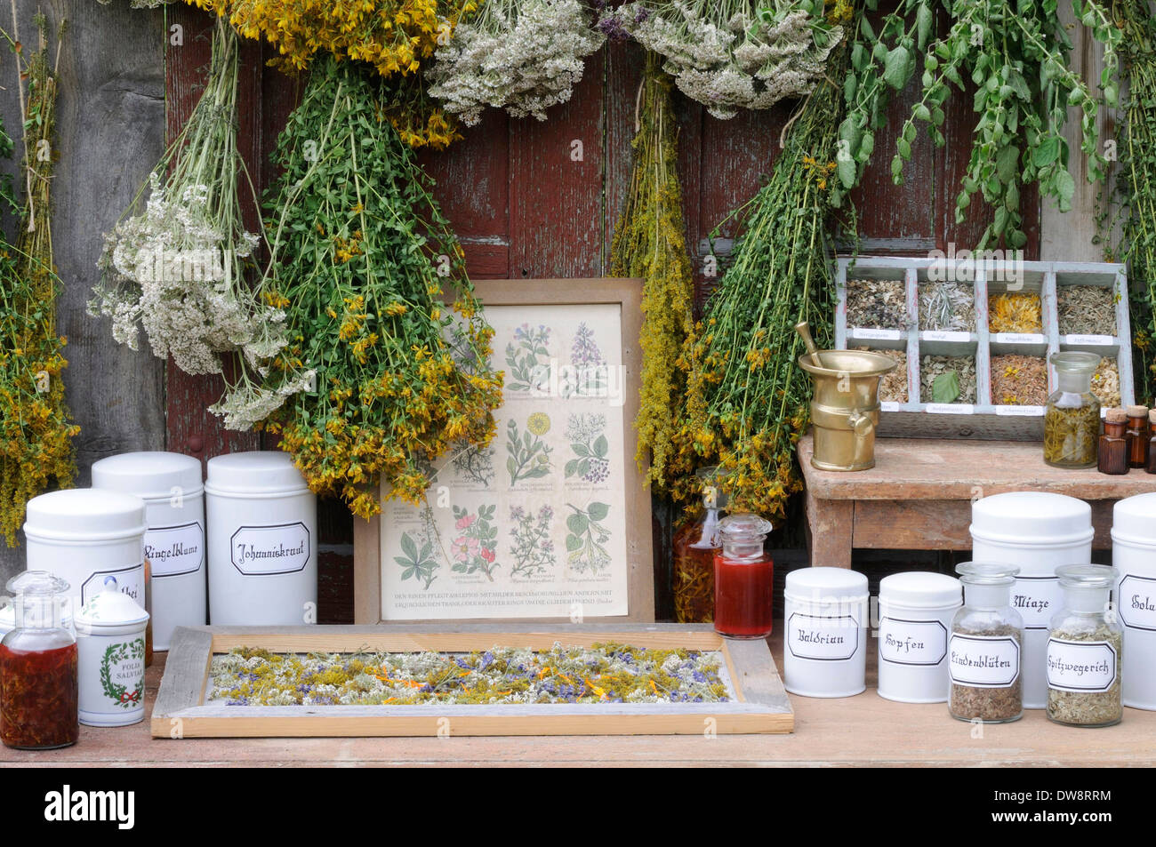 Drying herbs Stock Photo