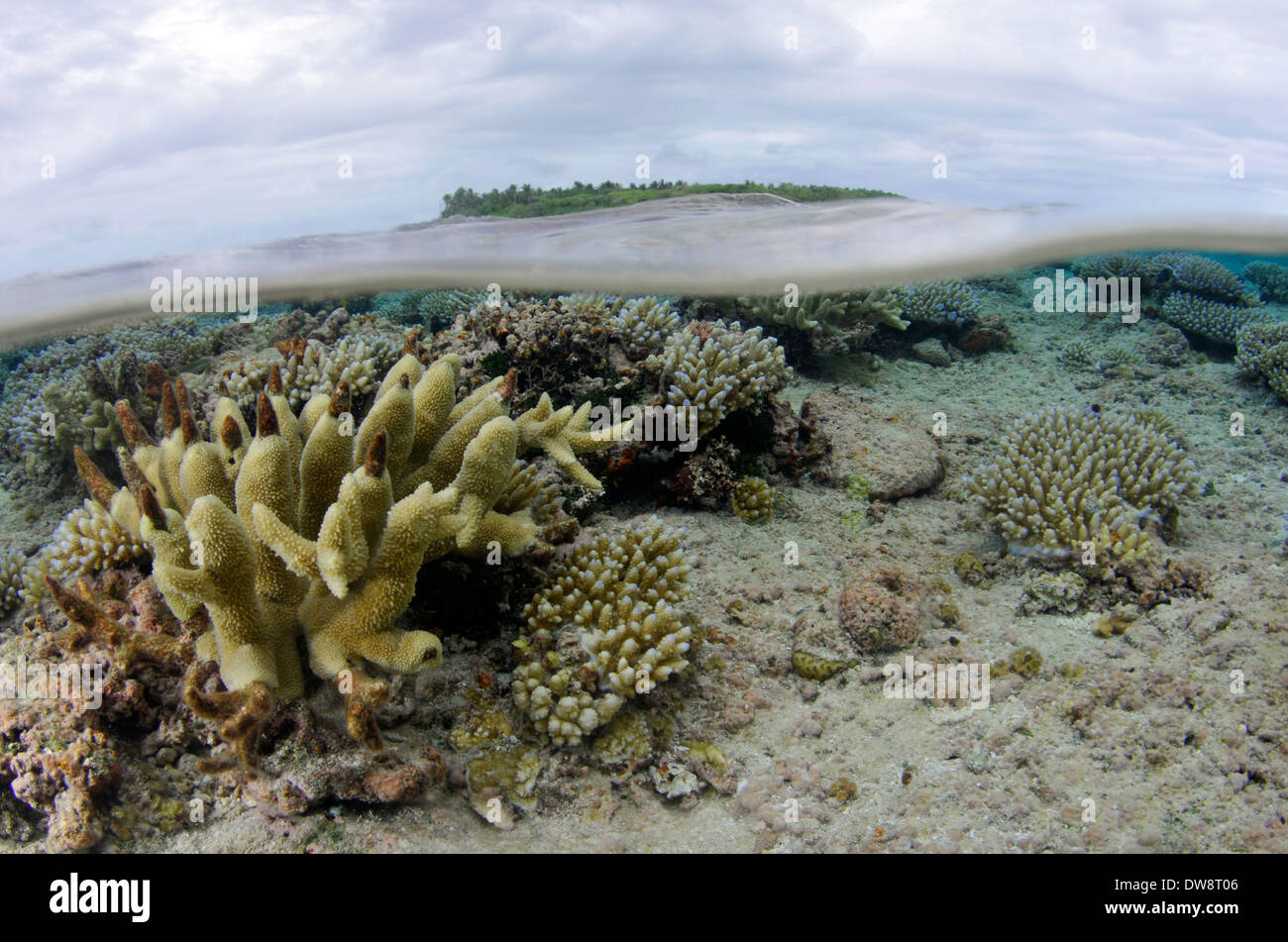 Purple-tipped coral, Acropora digitifera, and velvet finger coral head, Montipora digitata, in shallow water, Wallis Island Stock Photo