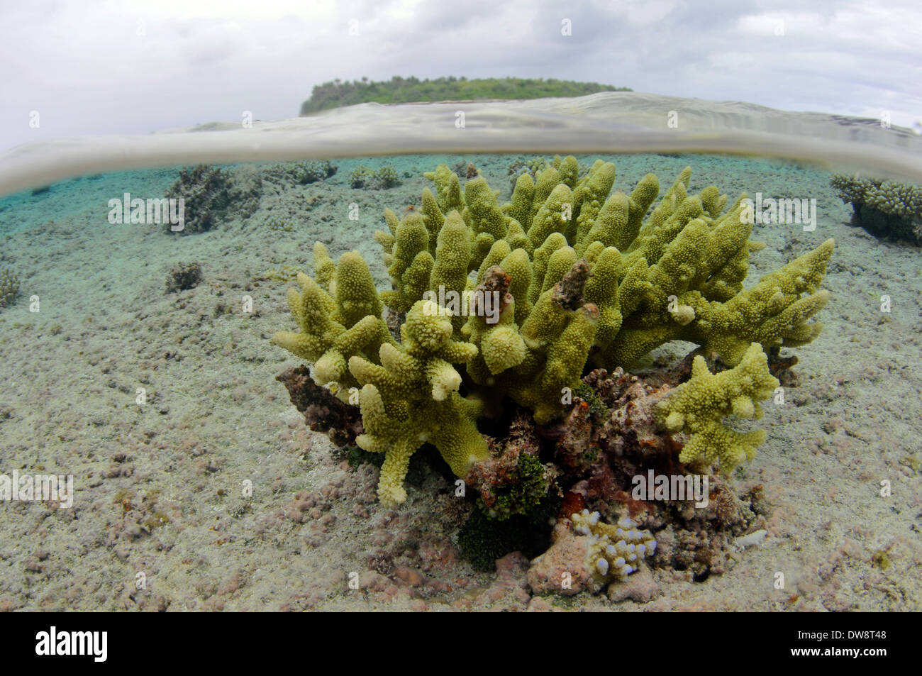 Staghorn coral, Acropora sp., in the shallow waters of Nukuifala islet, Uvea, Wallis and Futuna, South Pacific Stock Photo