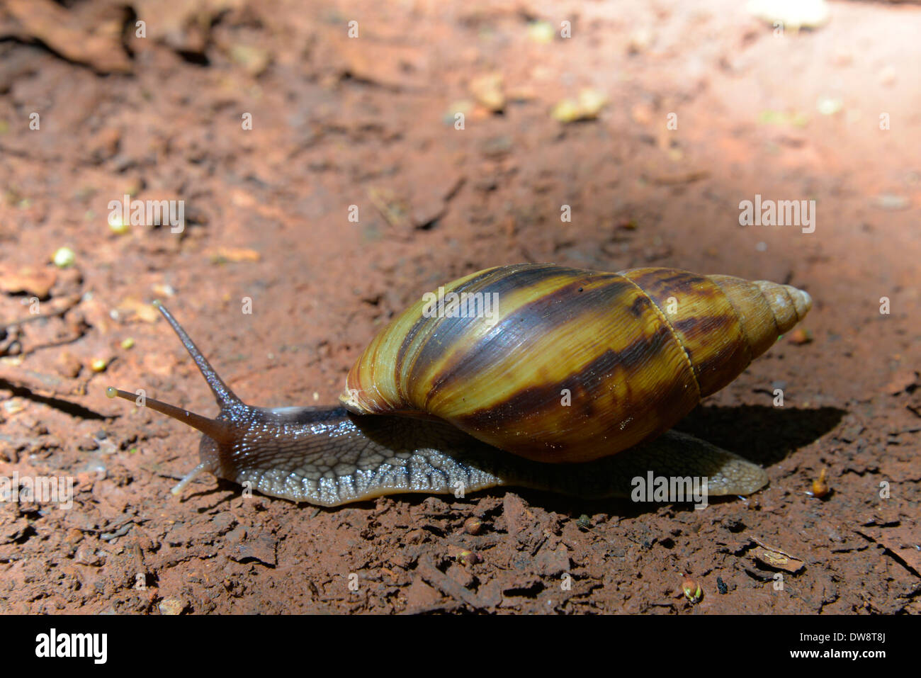 Giant land snail, Achatina fulica, in Zimbabwe in Central Africa. Stock Photo