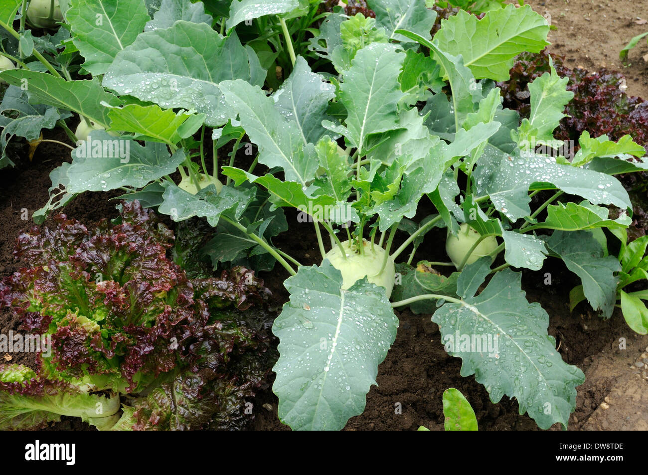 Turnip cabbage plants hires stock photography and images Alamy