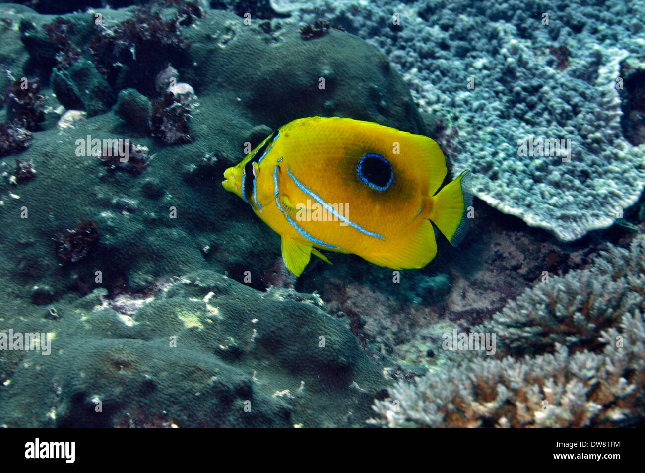 Bennett's butterflyfish, Chaetodon bennetti, Avatolu dive site, Wallis Island, Wallis and Futuna, South Pacific Stock Photo