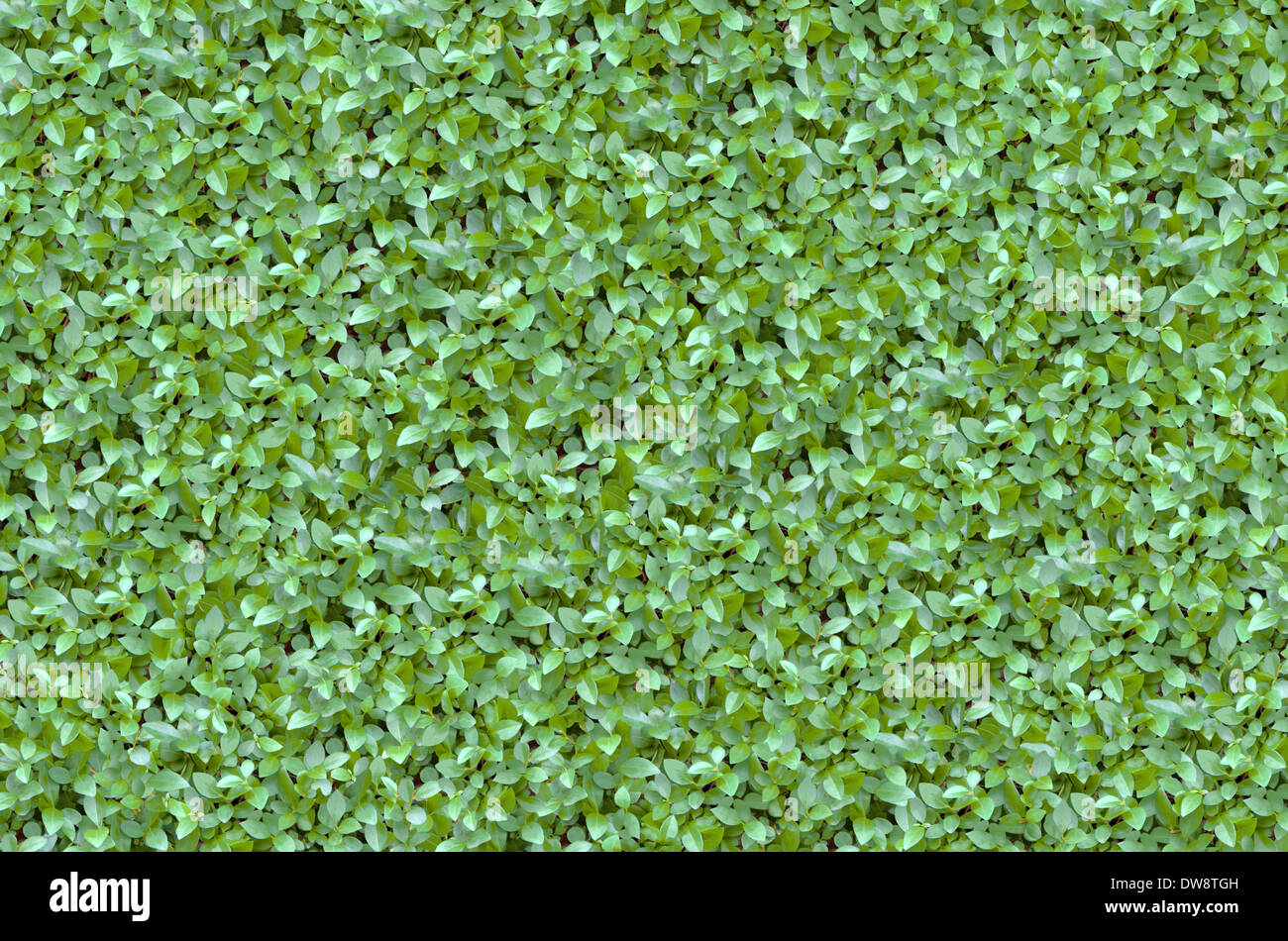 Solid Fence of Fresh Vivid Natural Green Buxus Stock Photo