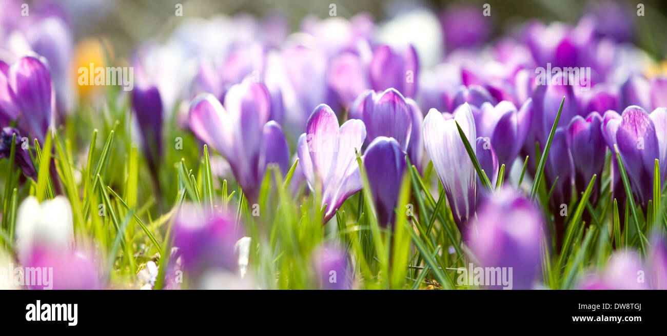 Spring field with crocus flowers Stock Photo