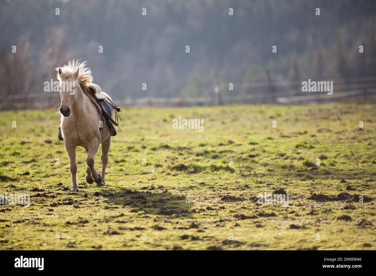 Beautiful, saddled horse galloping towards you Stock Photo