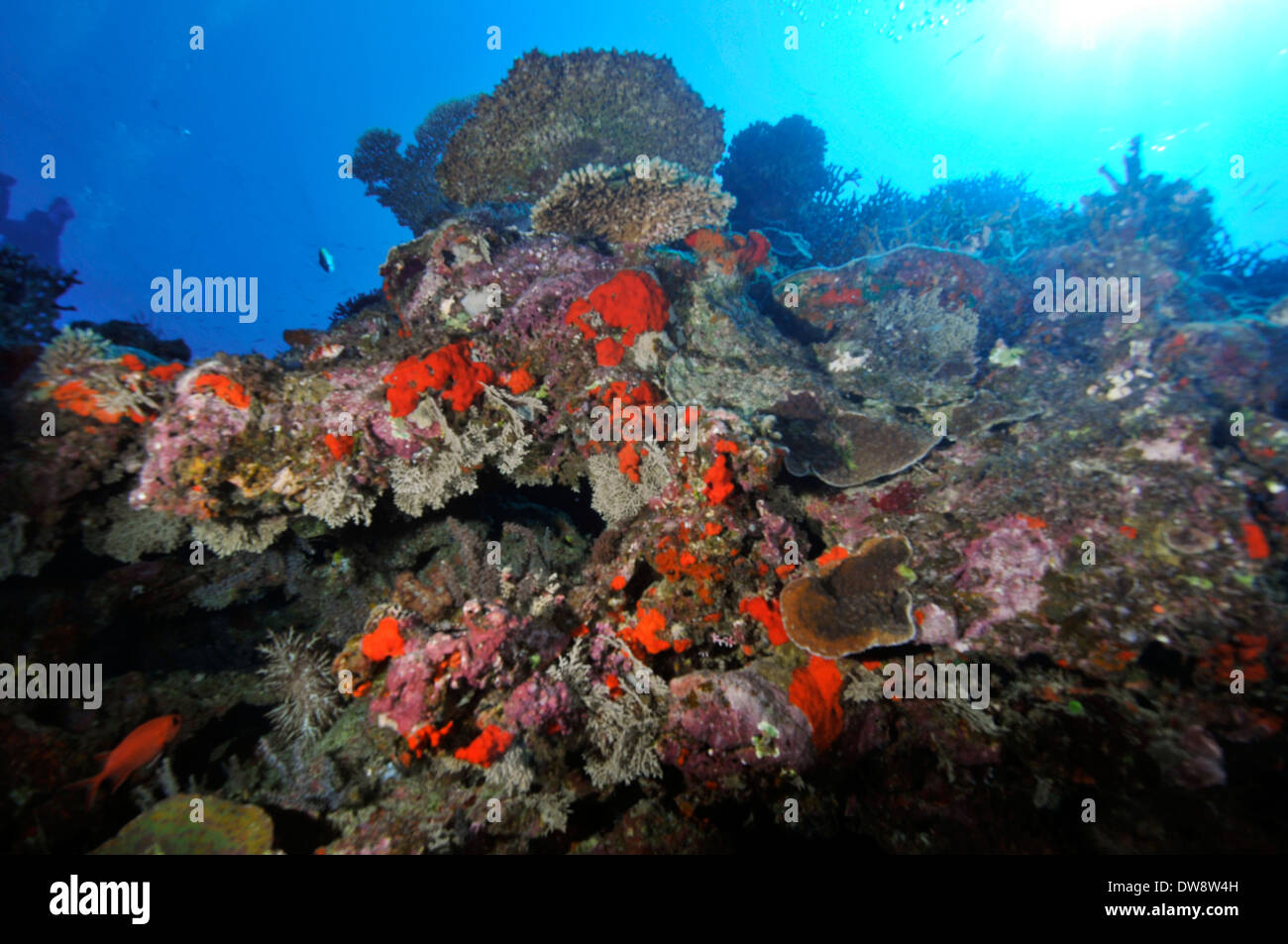 Biodiversity of coral species in a reef at Dumbea Pass, Noumea, New Caledonia, South Pacific Stock Photo