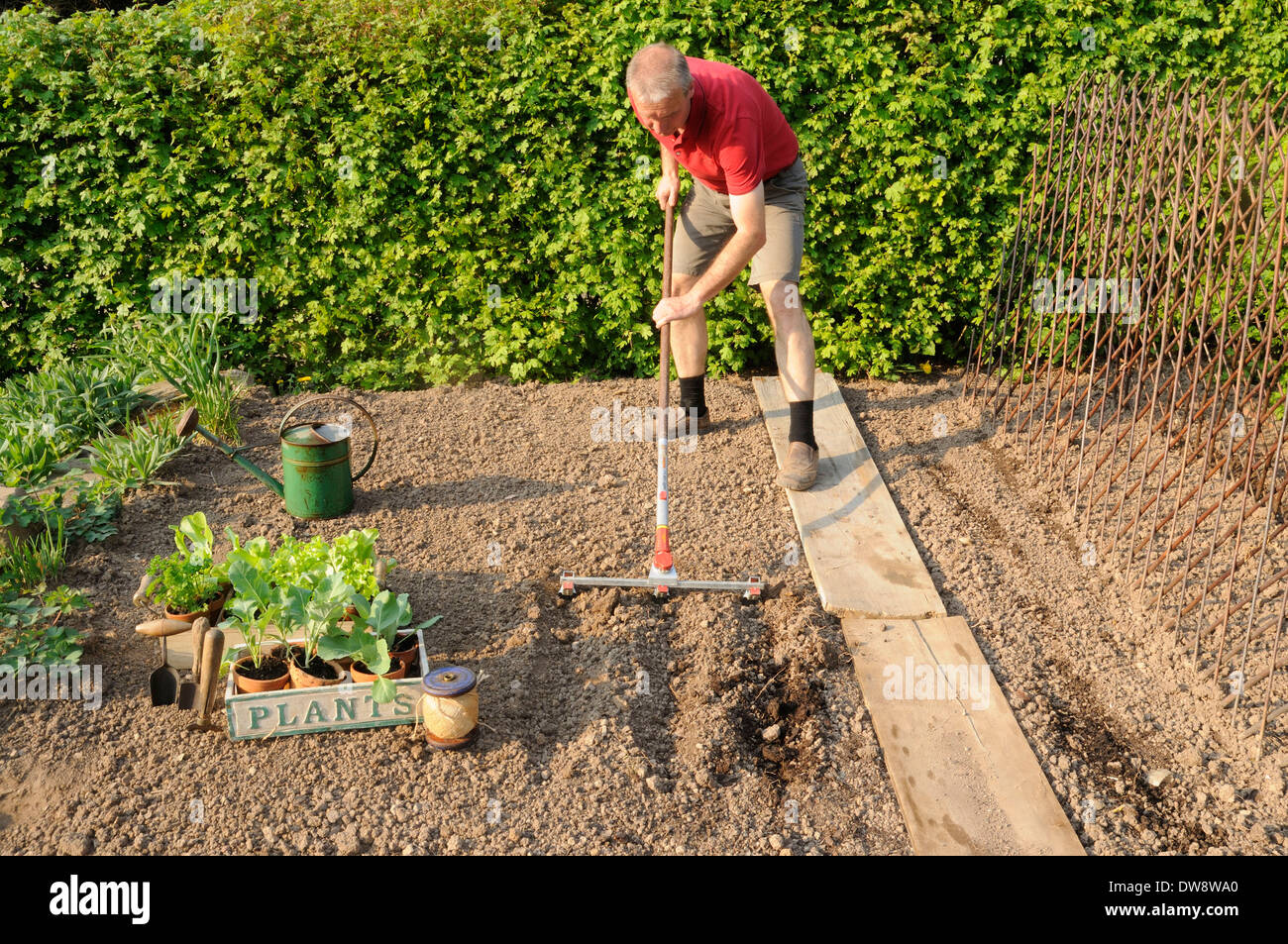 Man preparing vegetable bed / rake, raking Stock Photo - Alamy