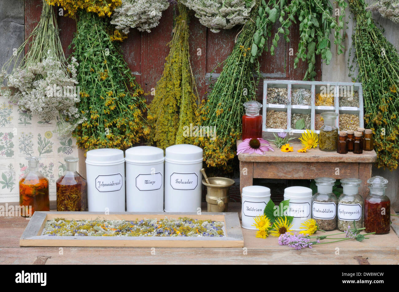 Drying herbs Stock Photo