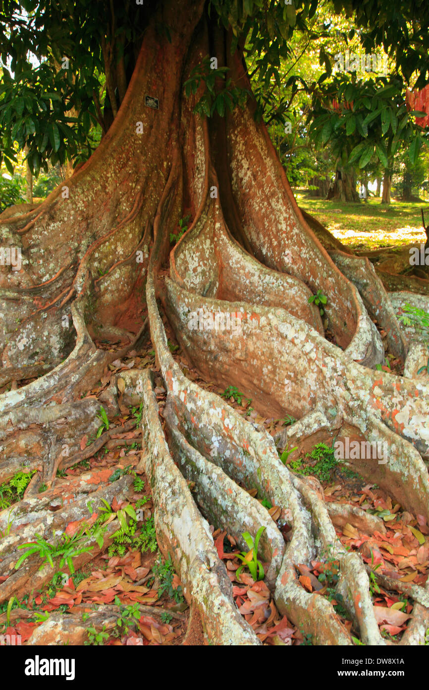 Sri Lanka, Kandy, Peradeniya Botanical Gardens, fig tree, roots Stock