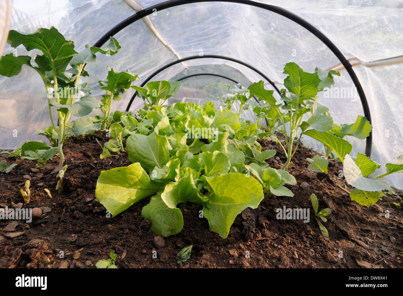 Cold frame Stock Photo