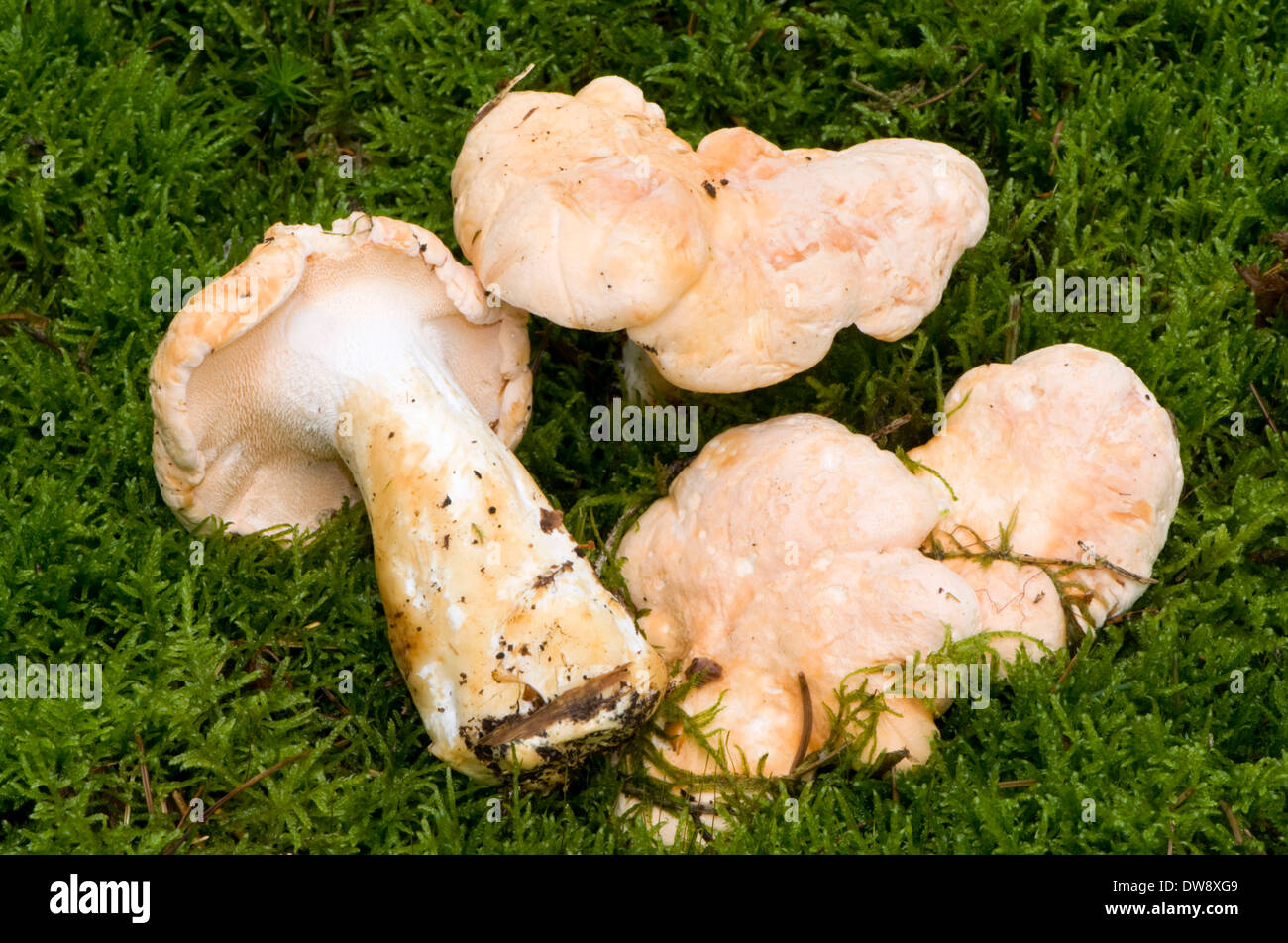 Hedgehog Mushroom Stock Photo