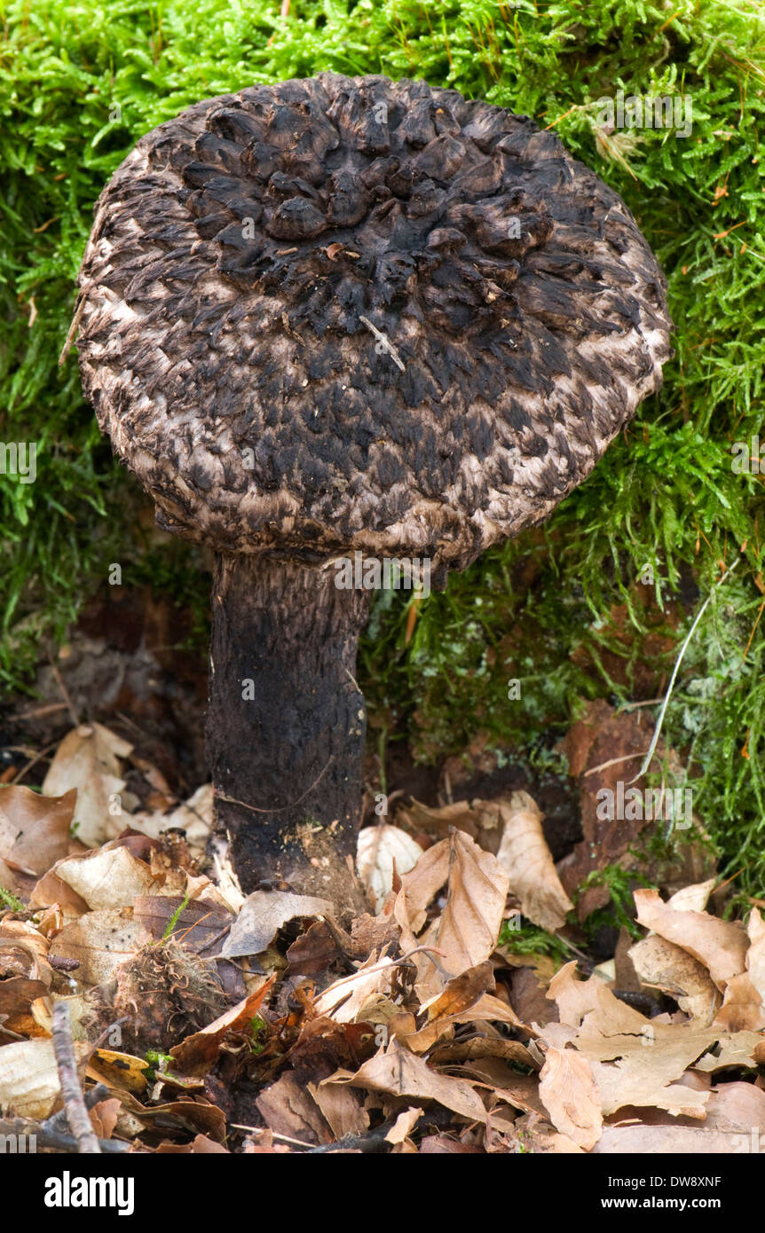 Old Man of the Woods Stock Photo