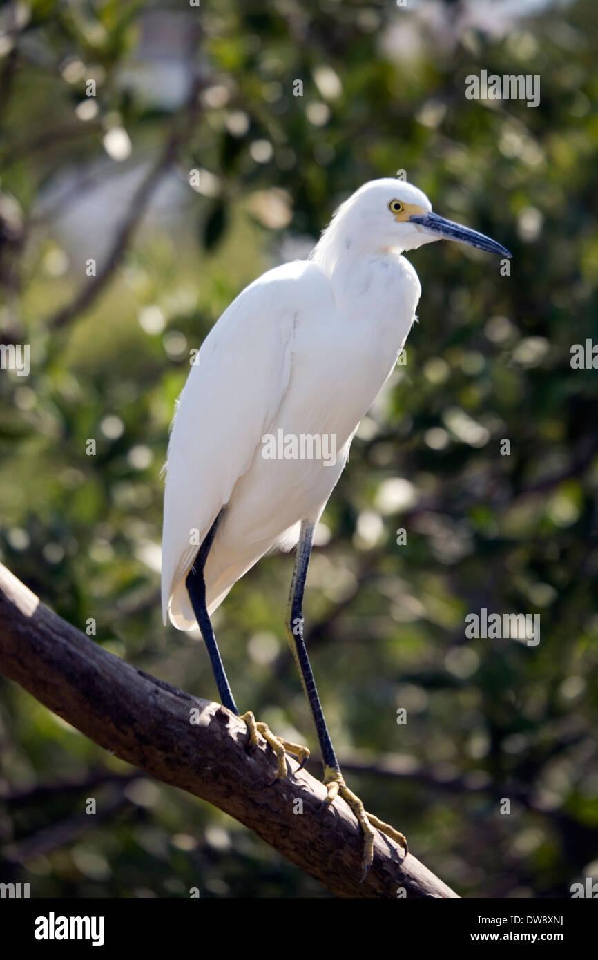 Snowy egret, Florida Wild Bird Center, Tavernier, Florida, USA Stock Photo