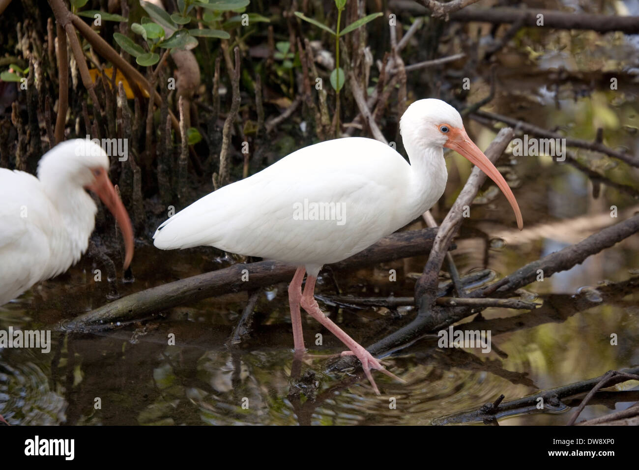 White ibis, Florida Keys Wild Bird Center, Tavernier, Florida, USA Stock Photo
