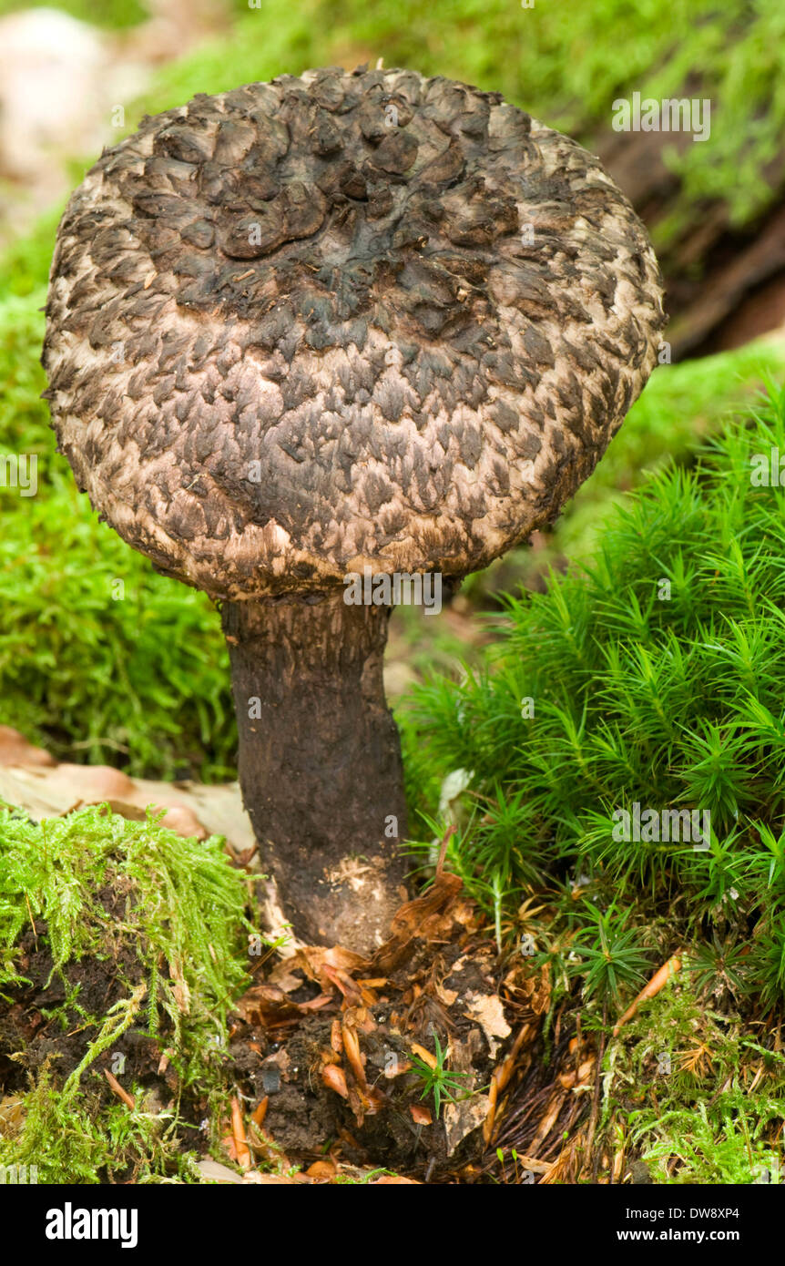 Old Man of the Woods Stock Photo