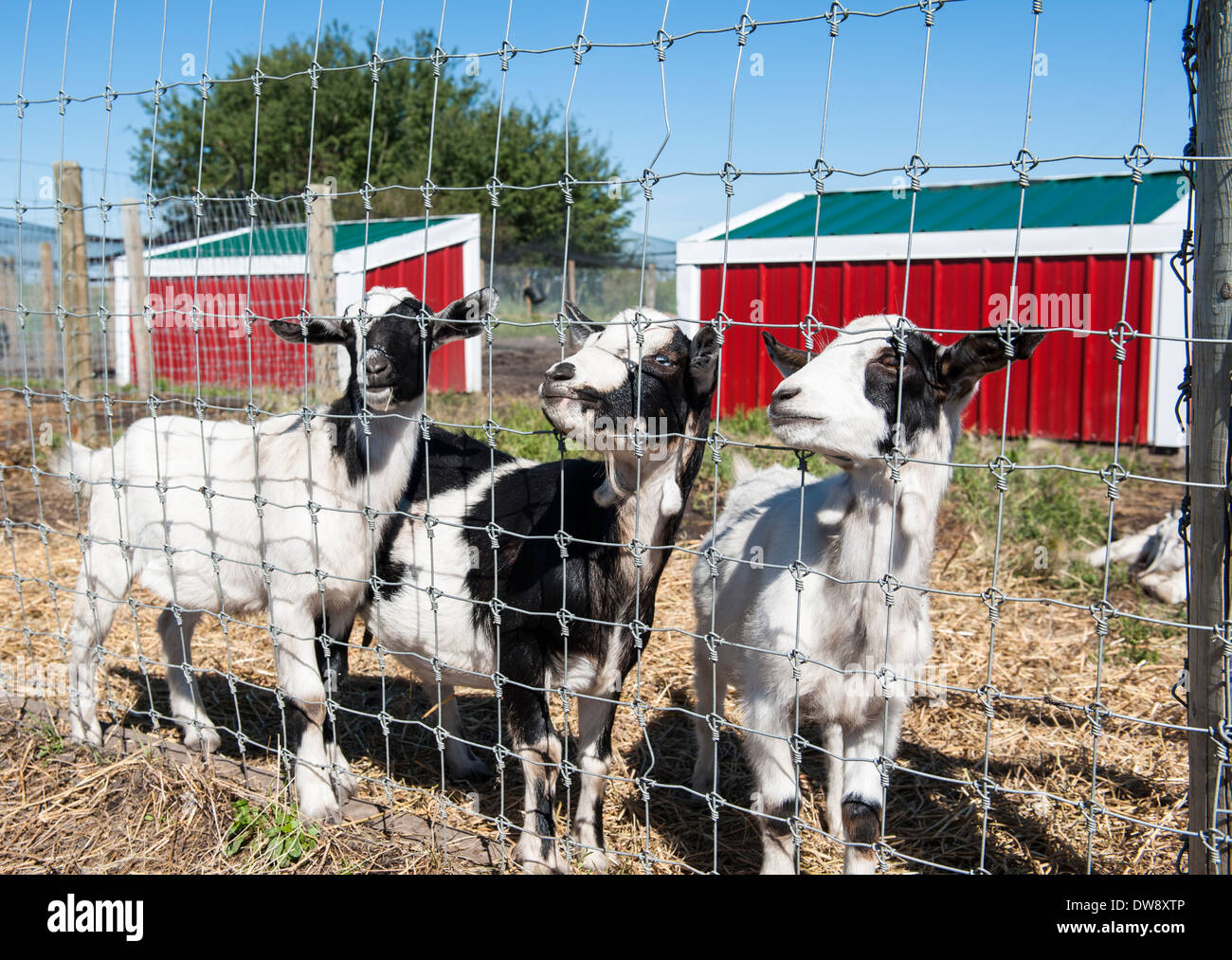 Three goats standing together at the fence in a farmyard with red barns Stock Photo