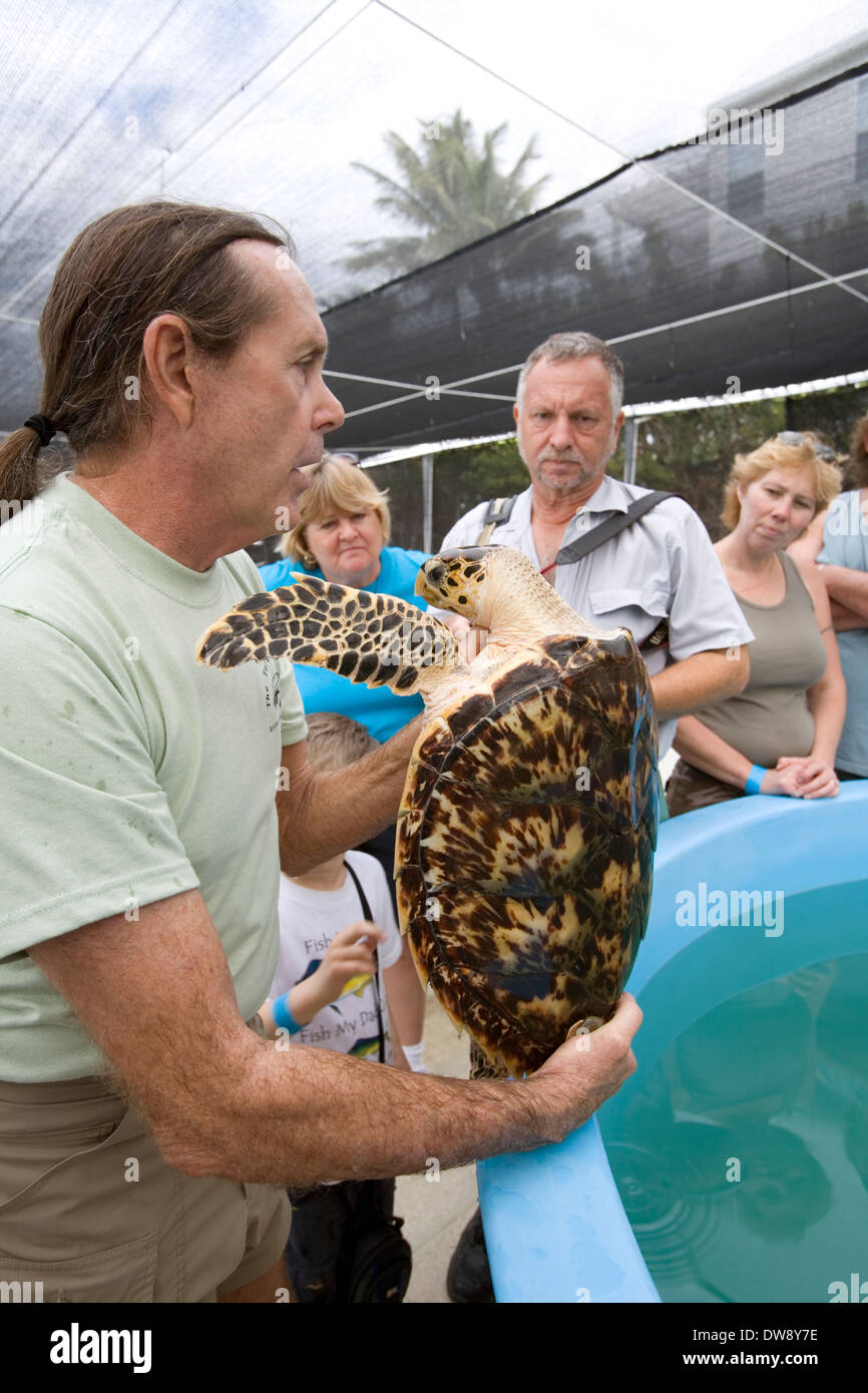 A hawksbill turtle at The Turtle Hospital, Marathon, Florida, USA Stock Photo