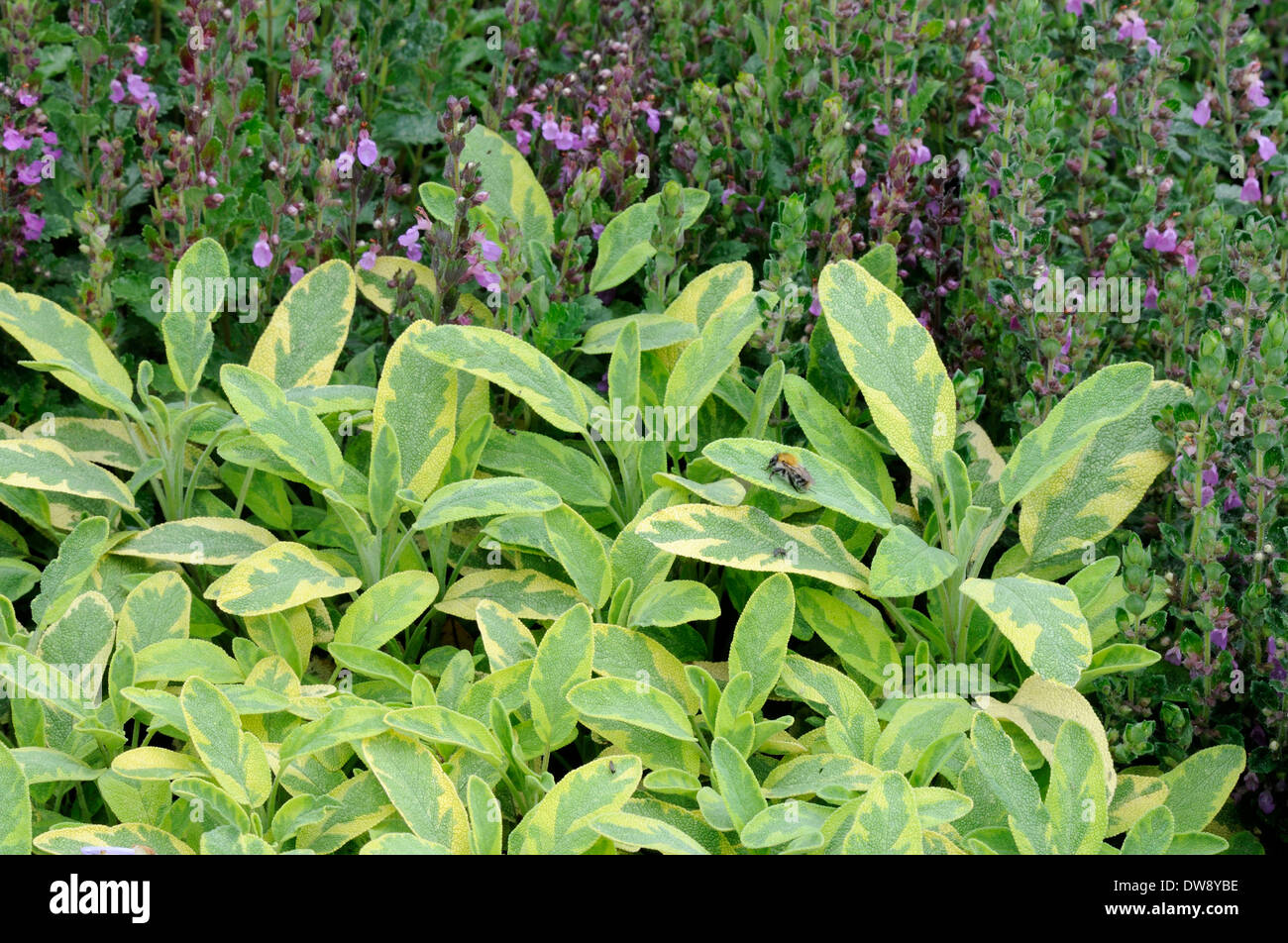 Common Sage, Garden Sage Stock Photo - Alamy