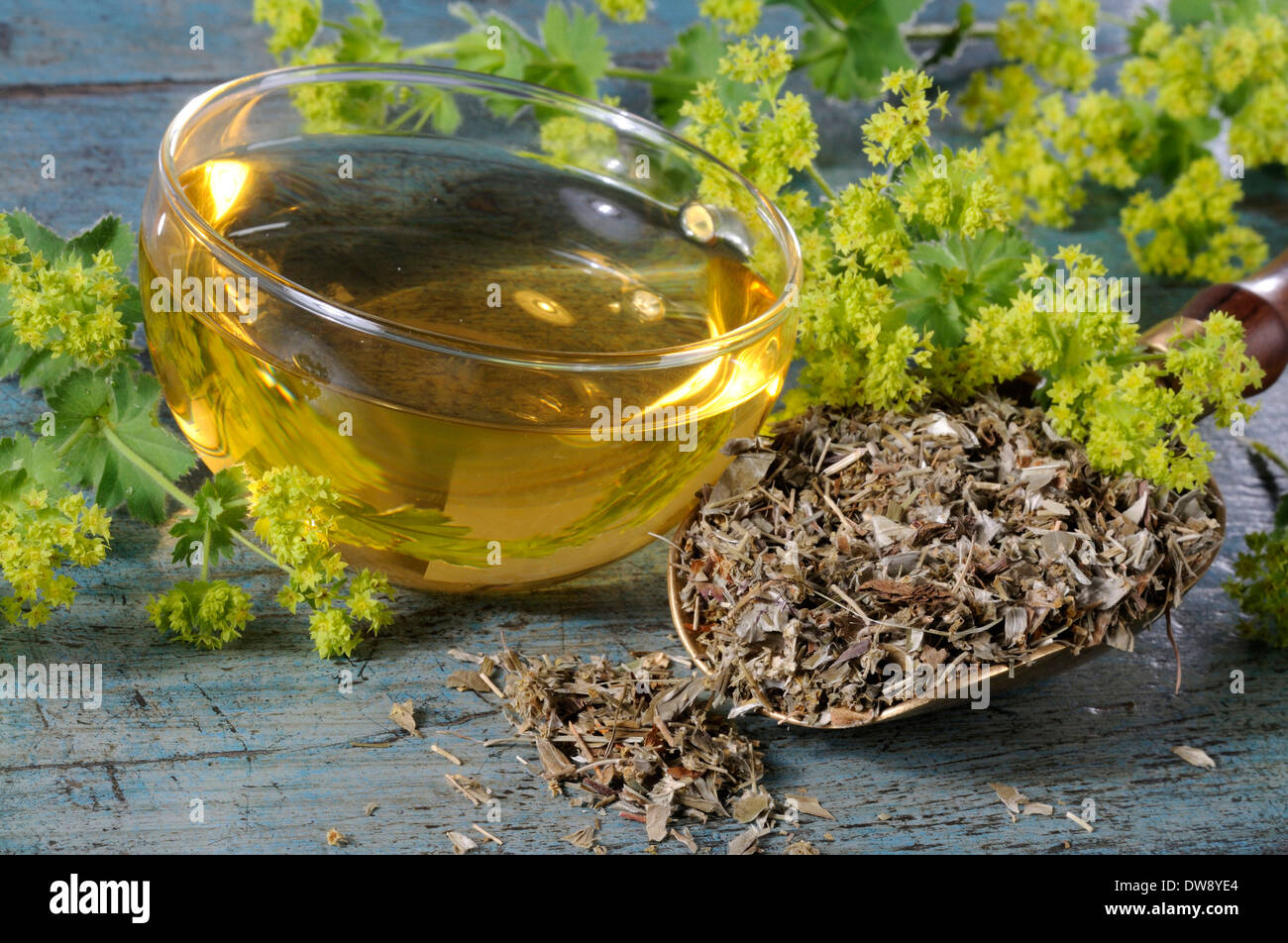 Lady's Mantle tea Stock Photo