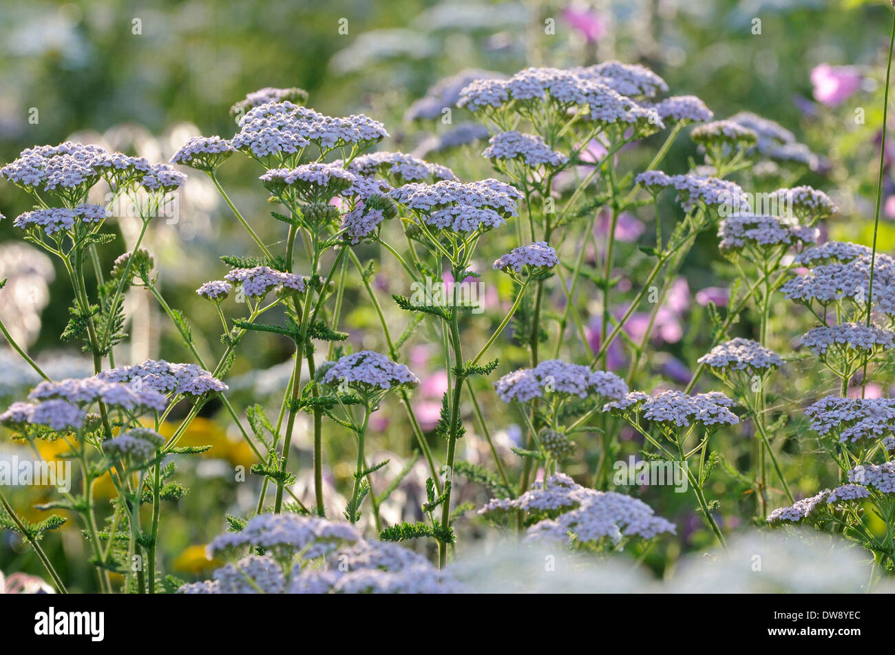 Yarrow Stock Photo